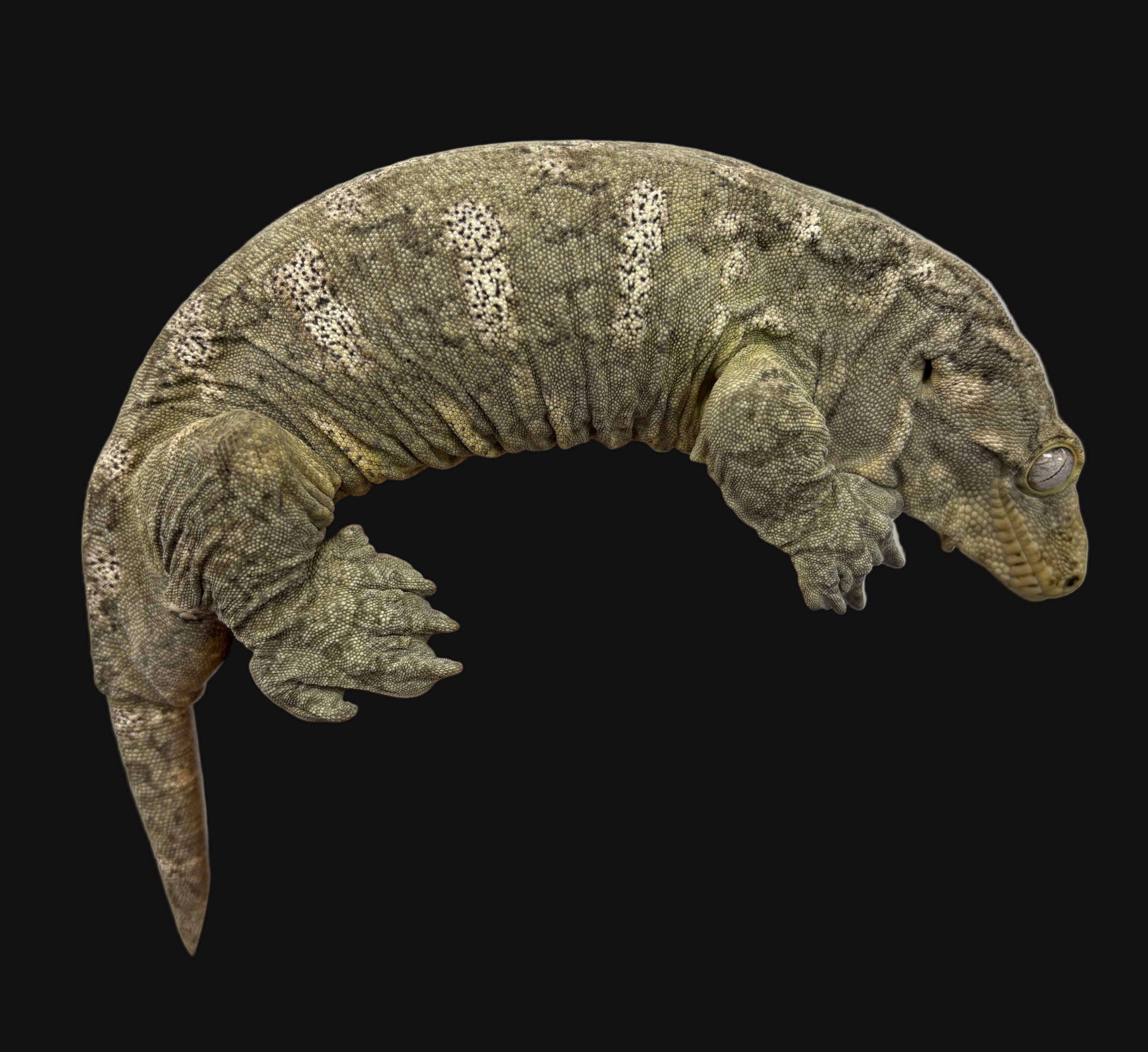 Gecko Leachianus (Île des Pins)