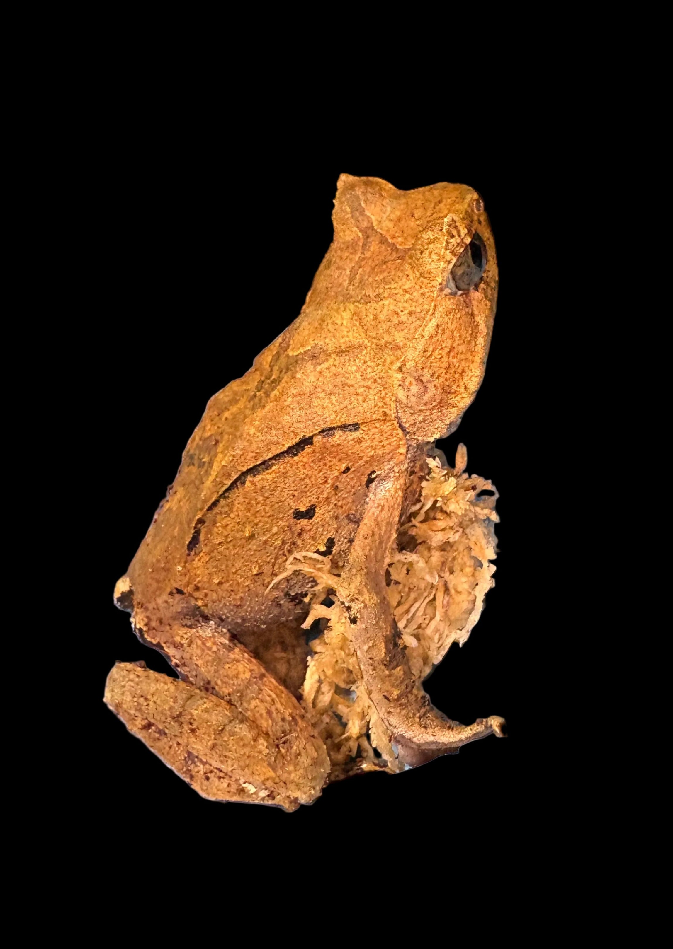 Perak Horned Toad (Xenophrys aceras)