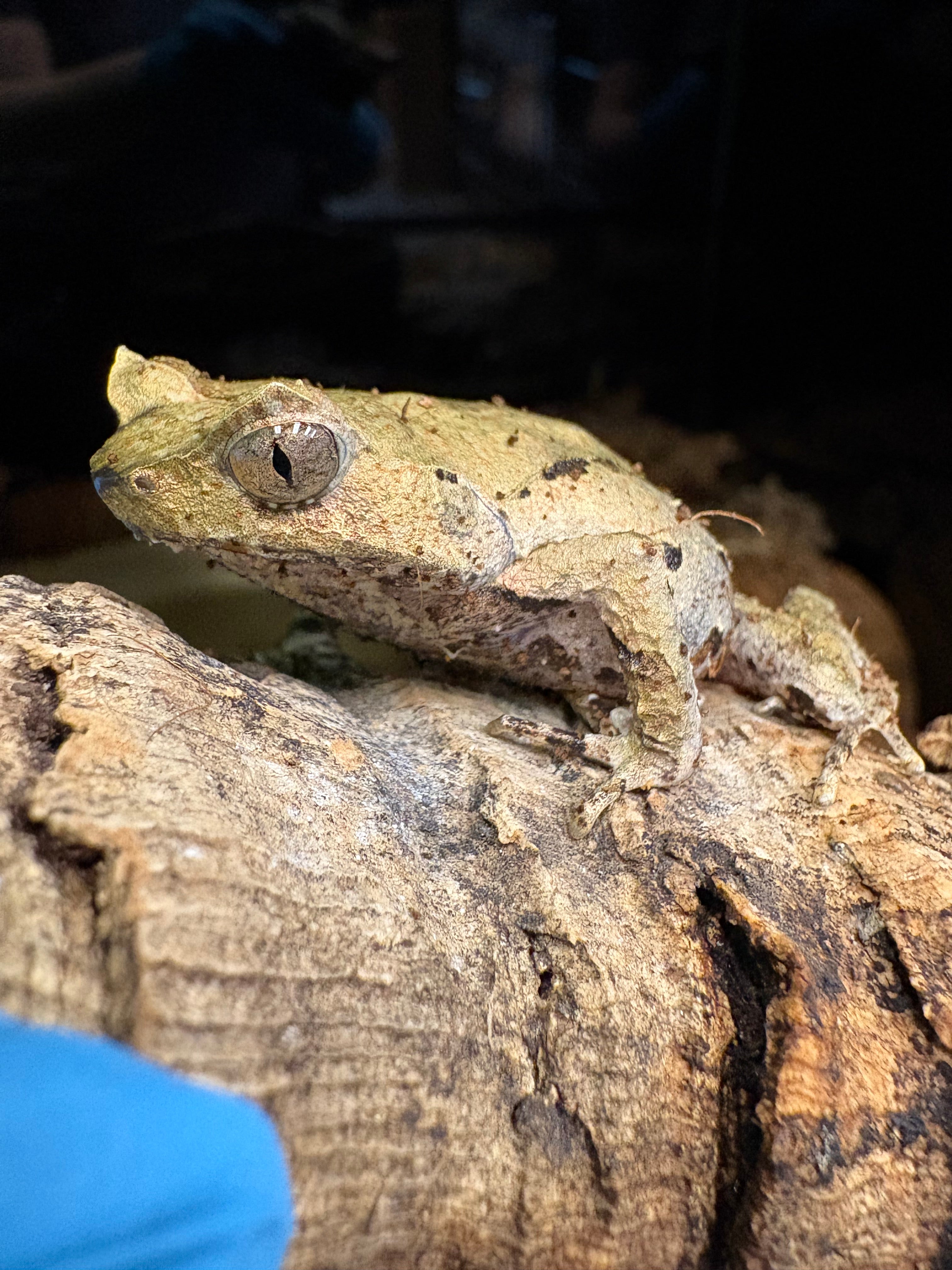 Crapaud à points rouges
