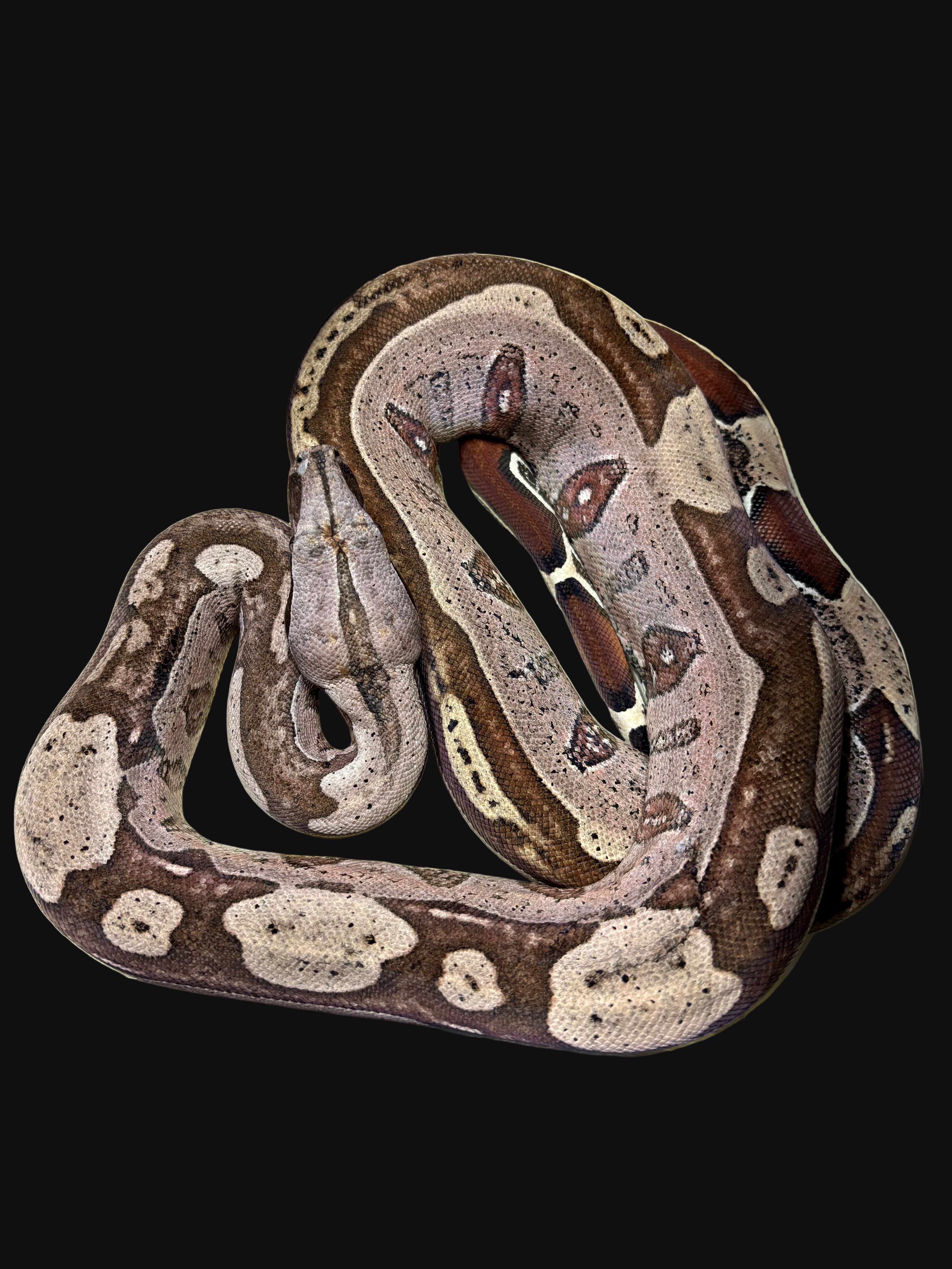 Red Tail Boa (B.c.c) (Guyana)