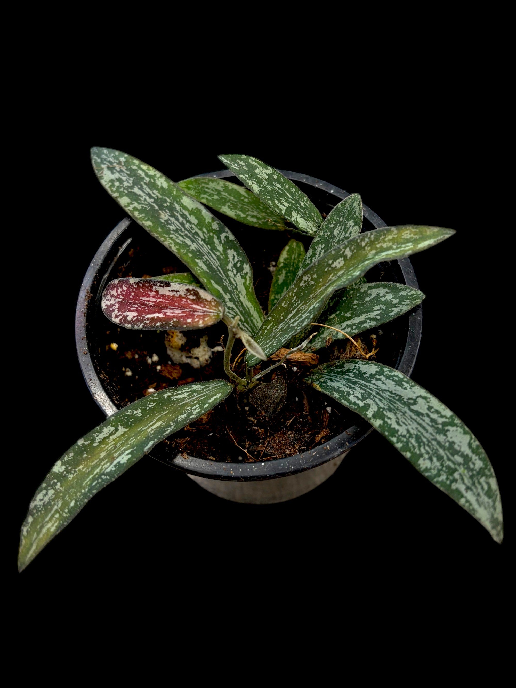 Hoya sigillatis