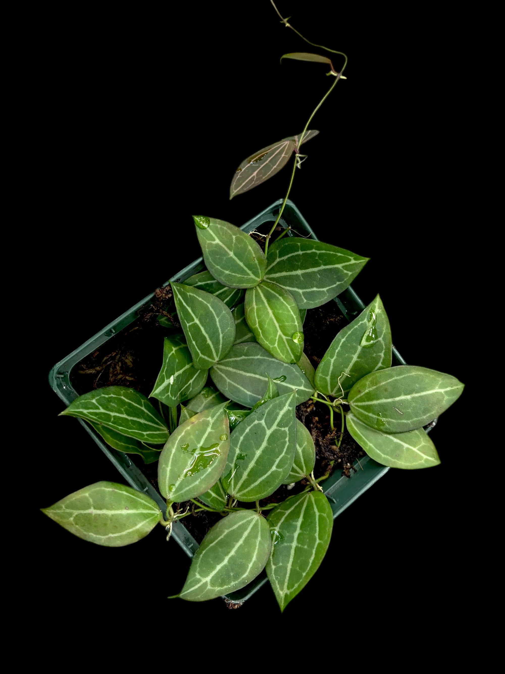 Dischidia Watermelon (ovata)