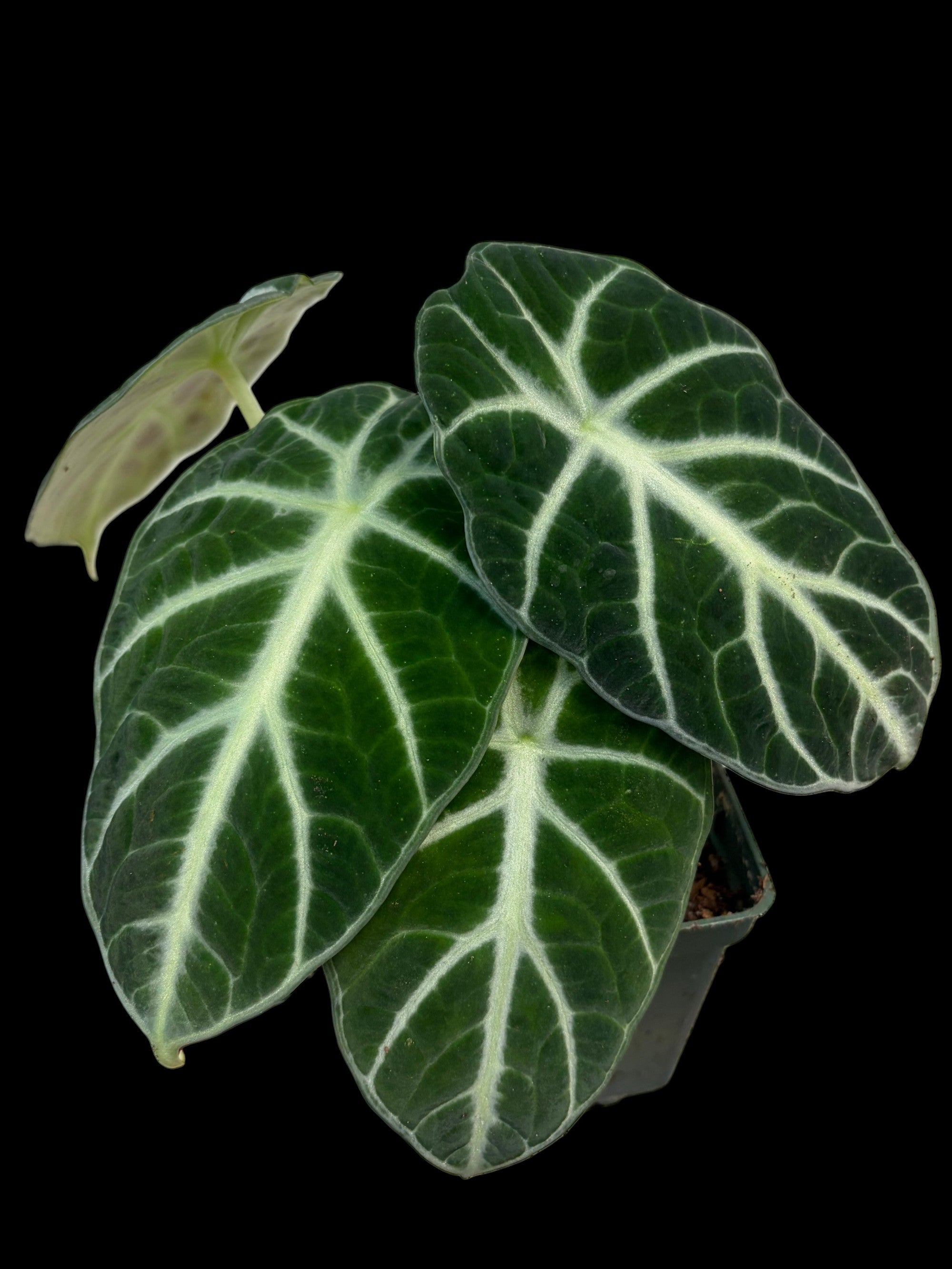 Alocasia Black Velvet - panachure faible
