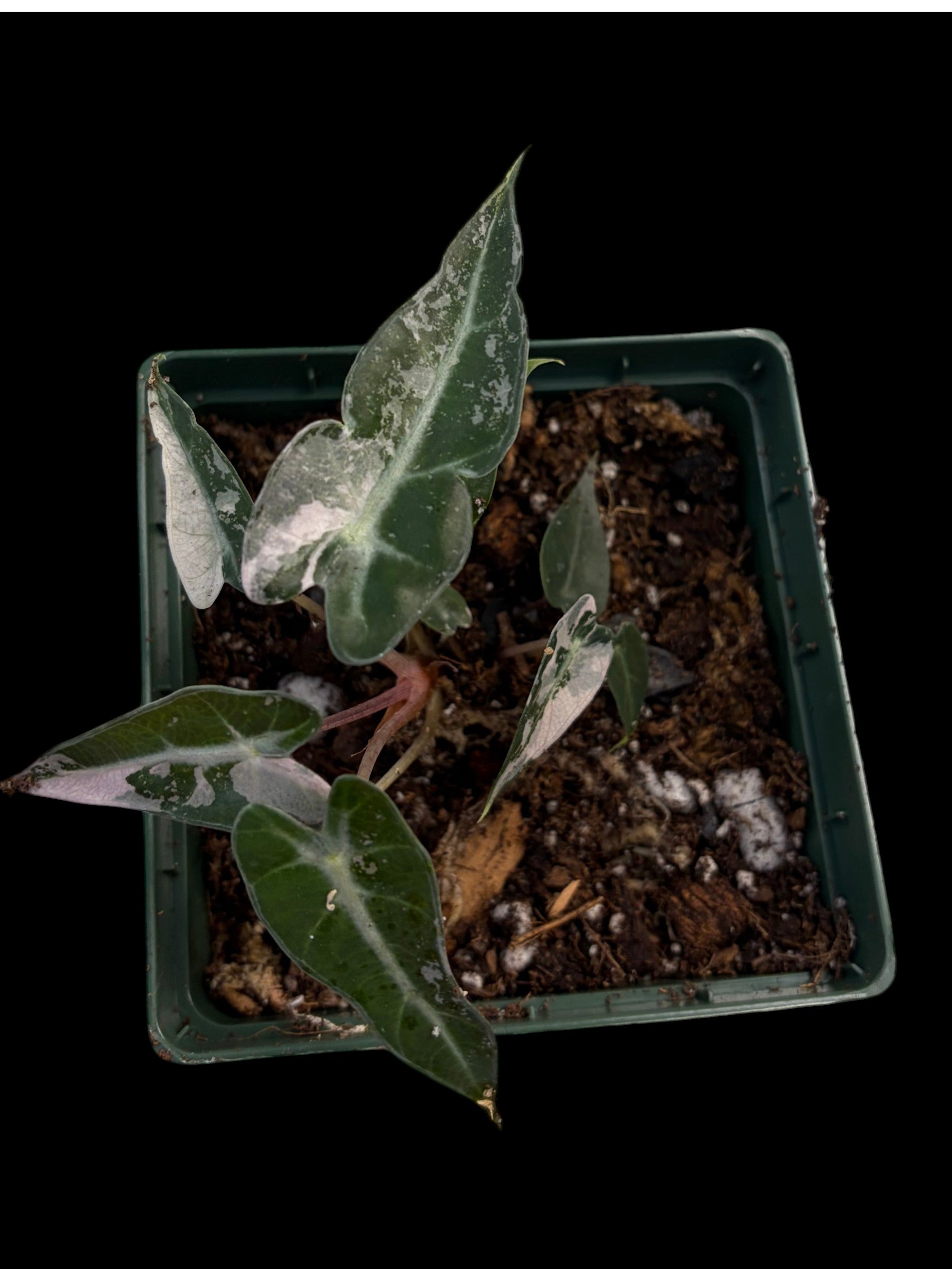 Alocasia bambino variegated