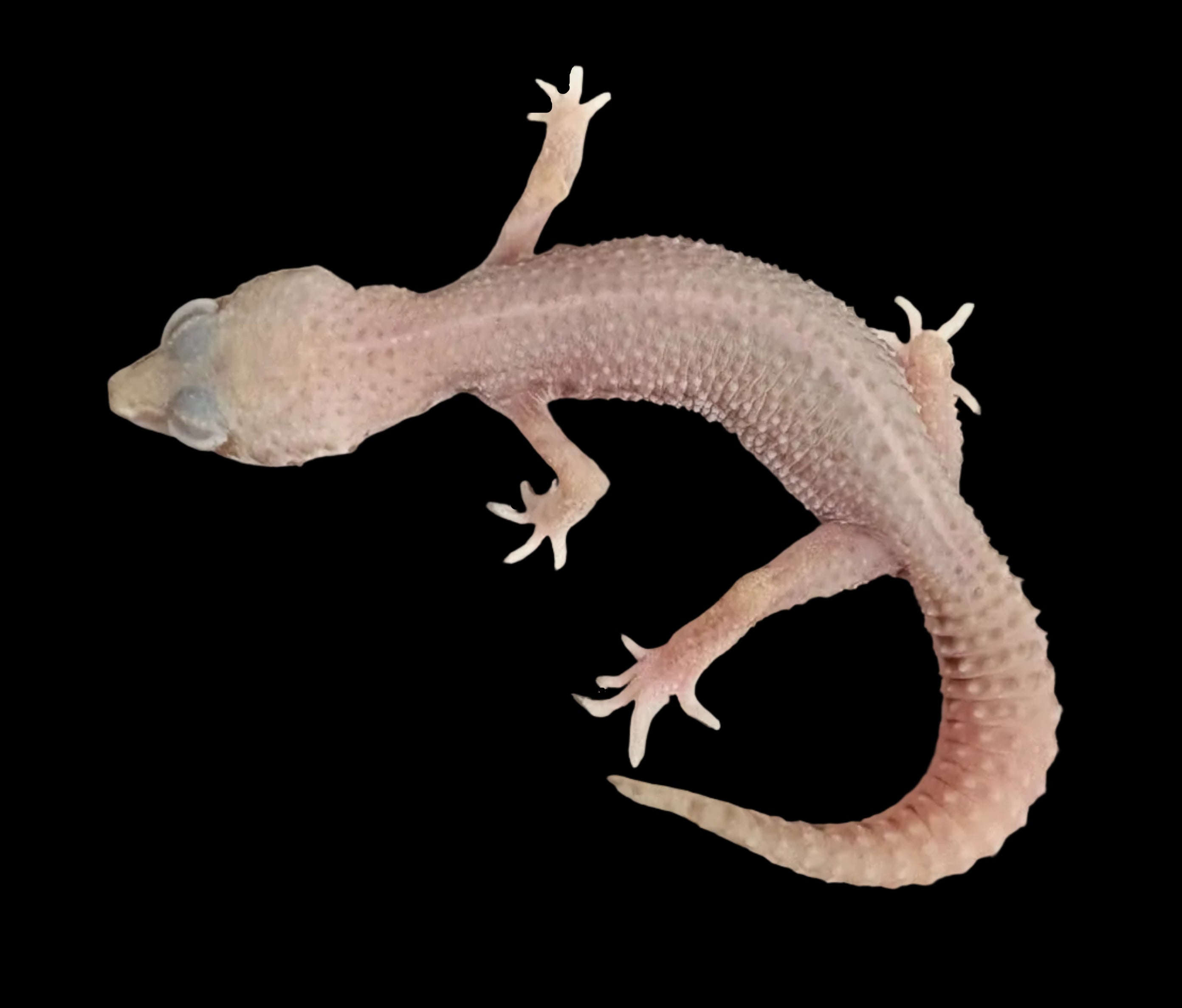 Leopard Gecko (Albino Super Snow het. Bell Albino/Mack Snow)