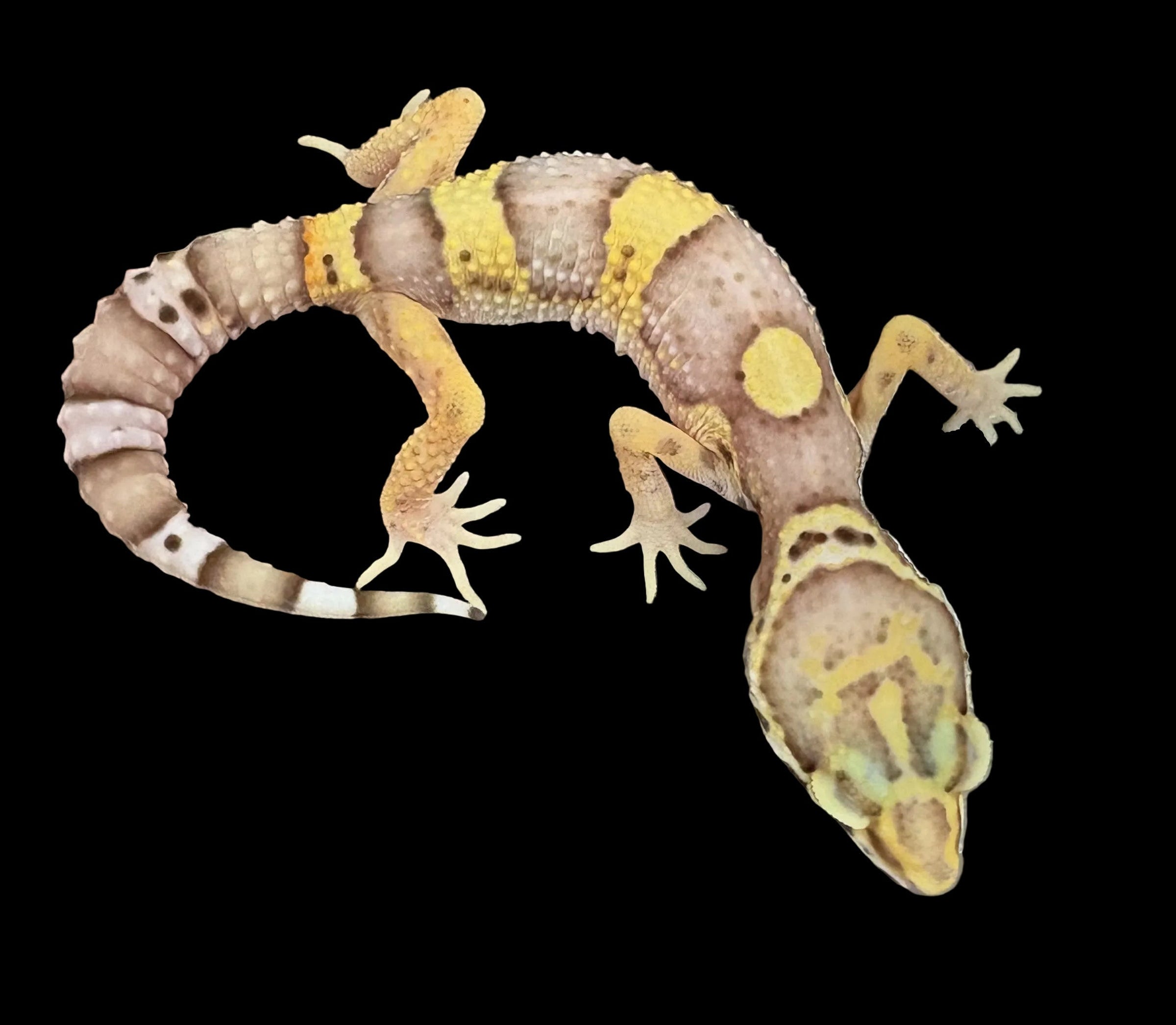Leopard Gecko (High Contrast Albino)
