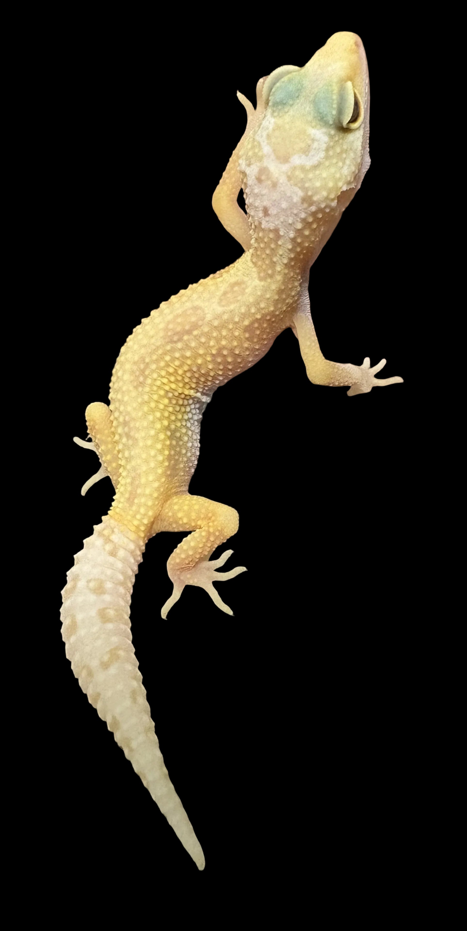 Leopard Gecko (Lemon Leucistic het. Rainwater Albino/Murphy Patternless)