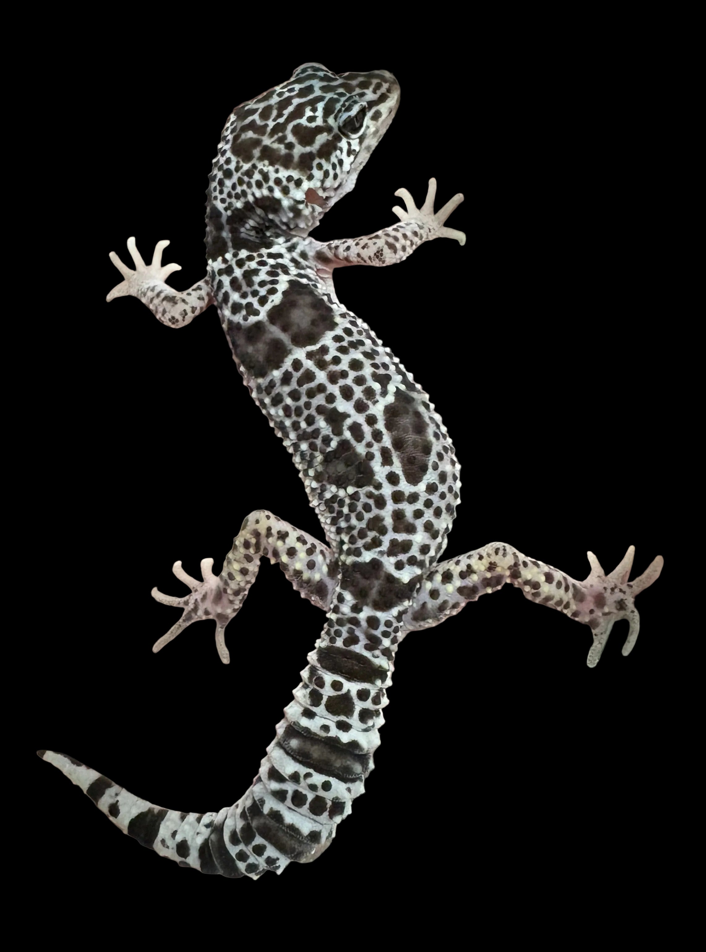 Leopard Gecko (Mack Snow)