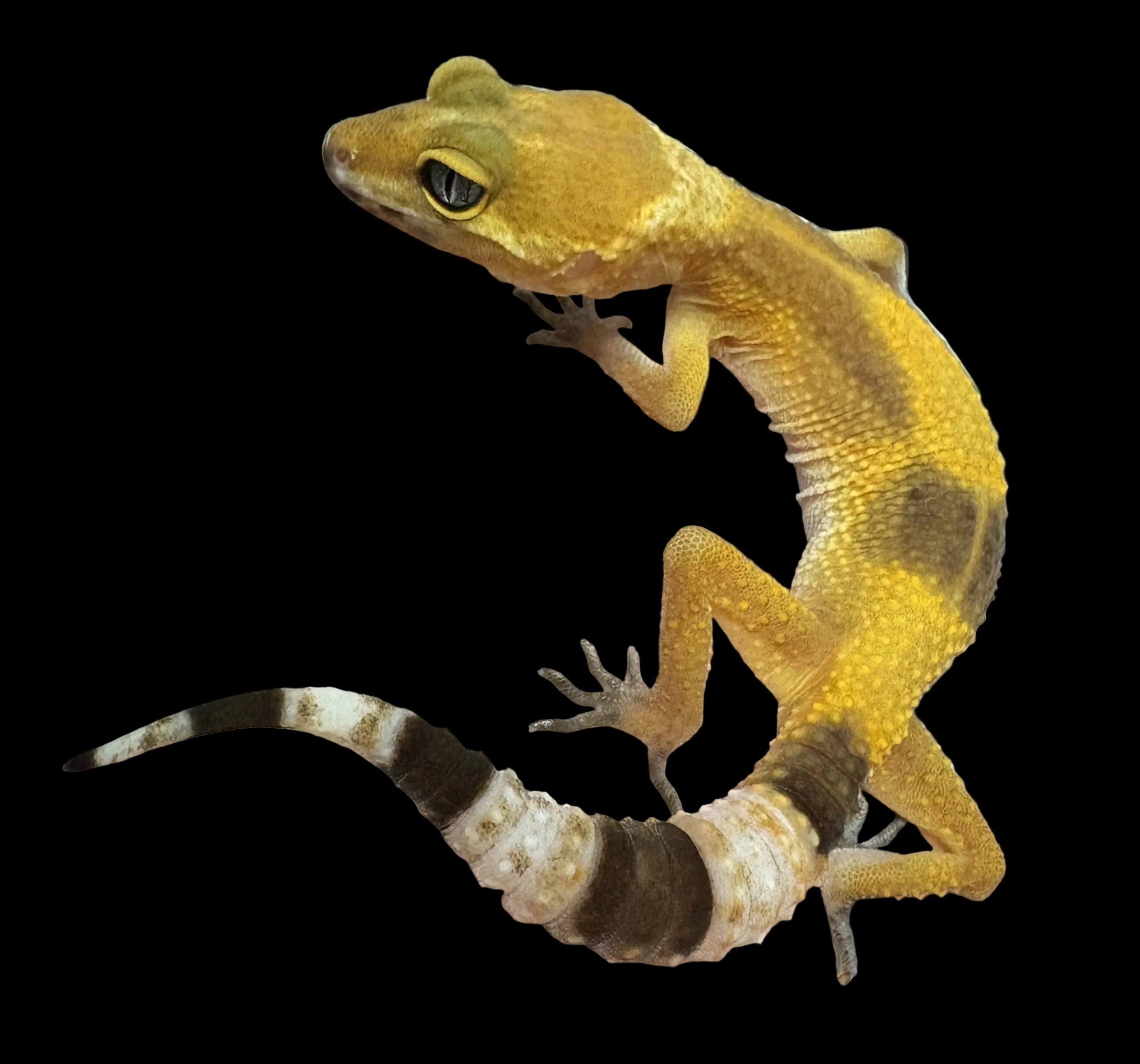 Leopard Gecko (Sunglow het. Tremper Albino)
