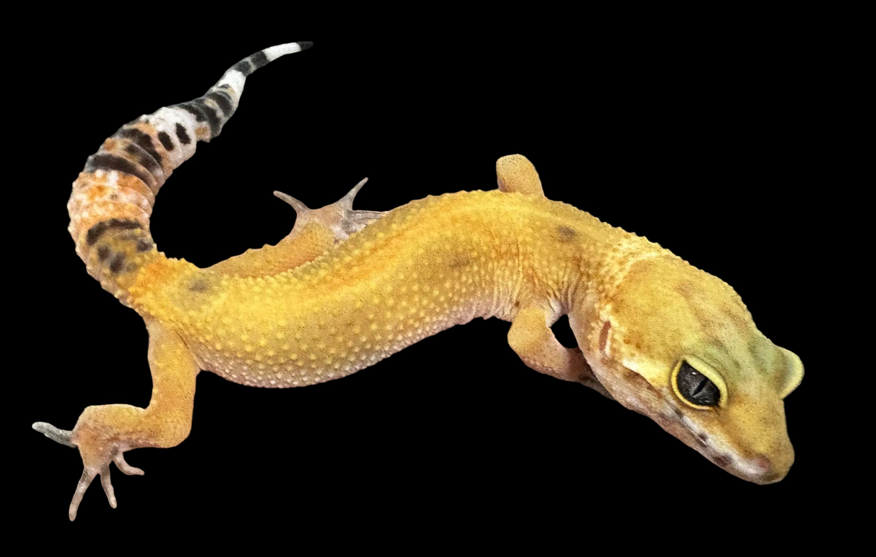 Leopard Gecko (Tangerine Tornado poss. het. Tremper Albino)