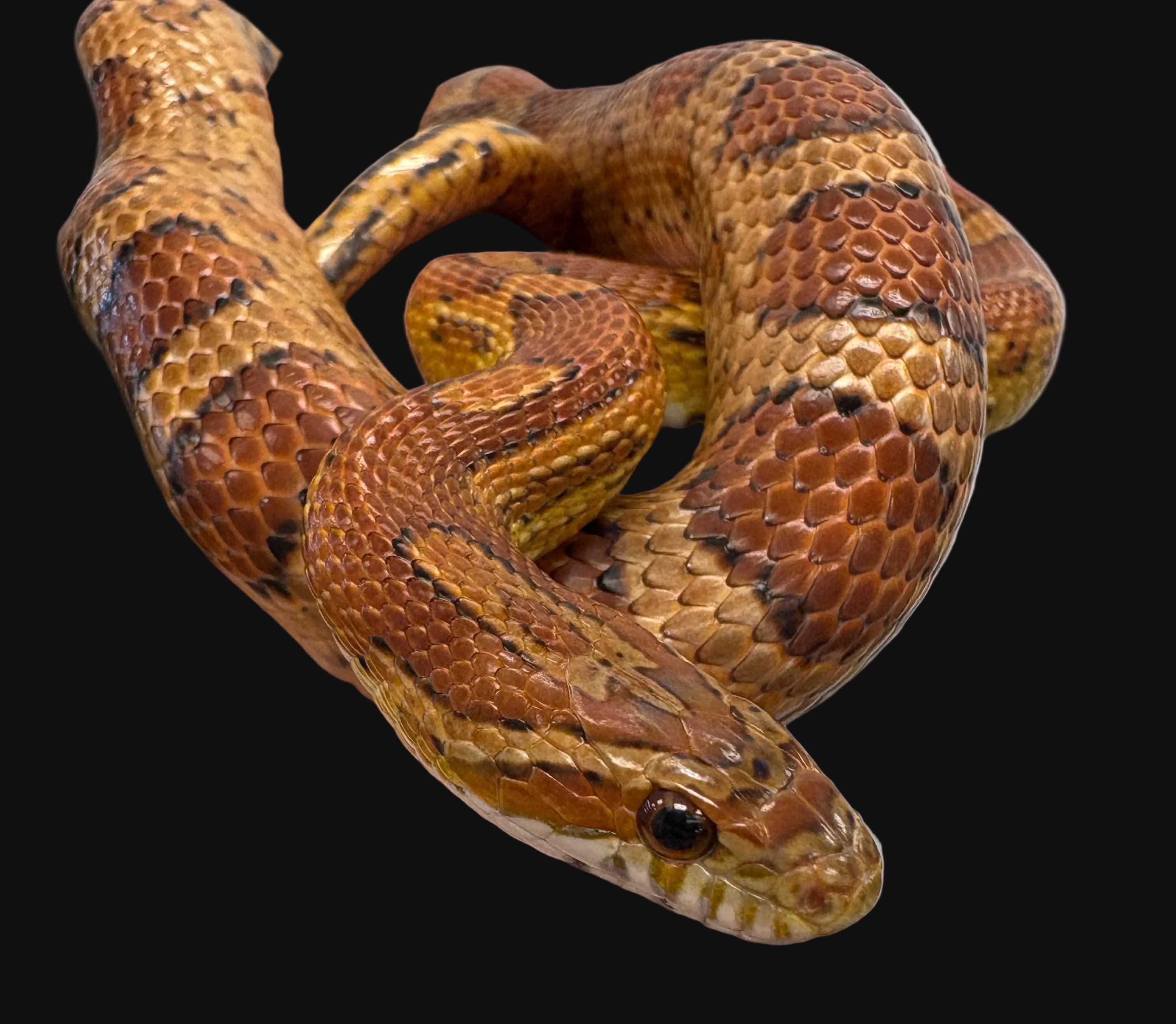 Corn Snake (Normal 100% het. Anery 66% het. Amel)