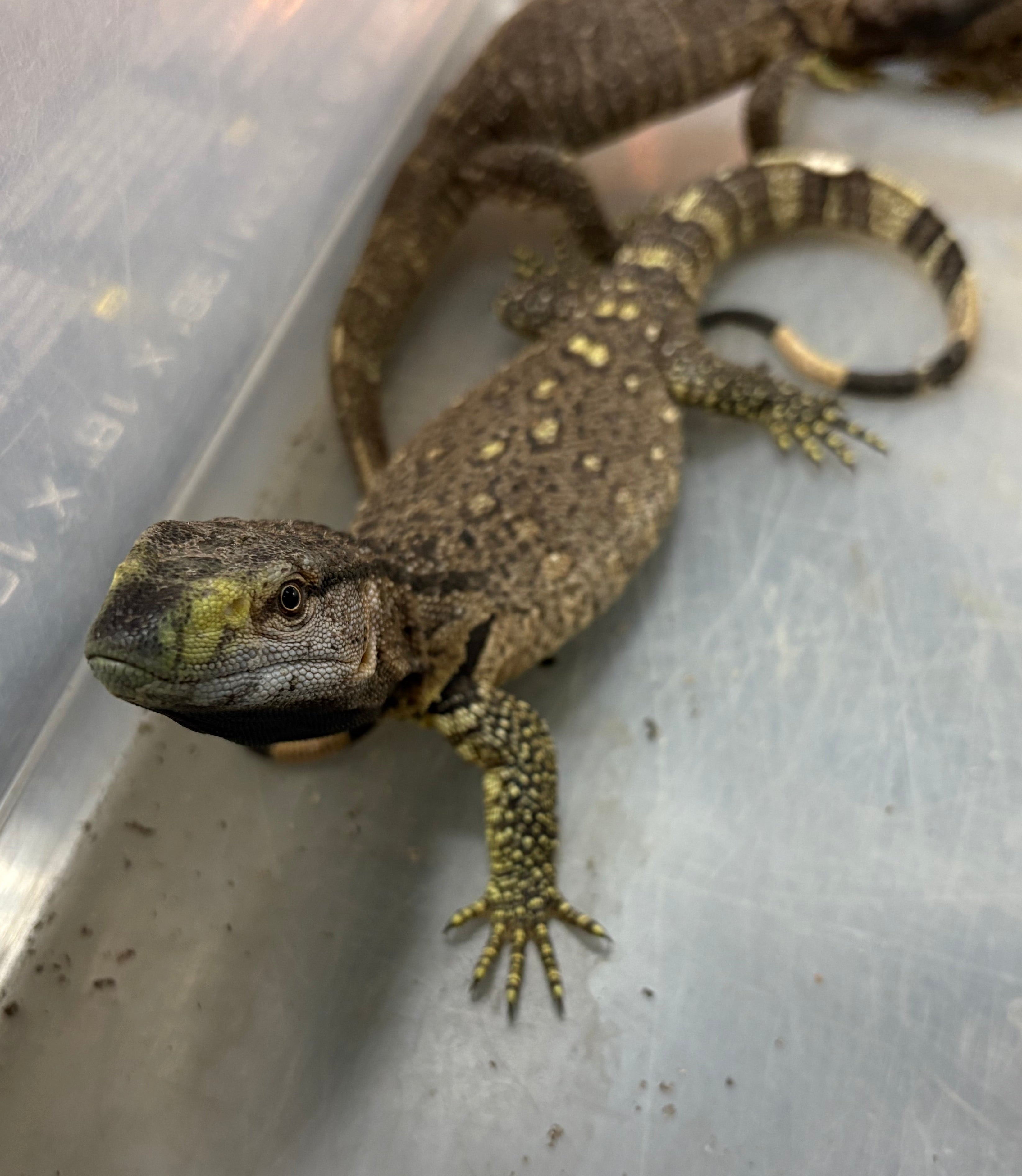 Black-throated Monitor (Varanus albigularis microstictus)