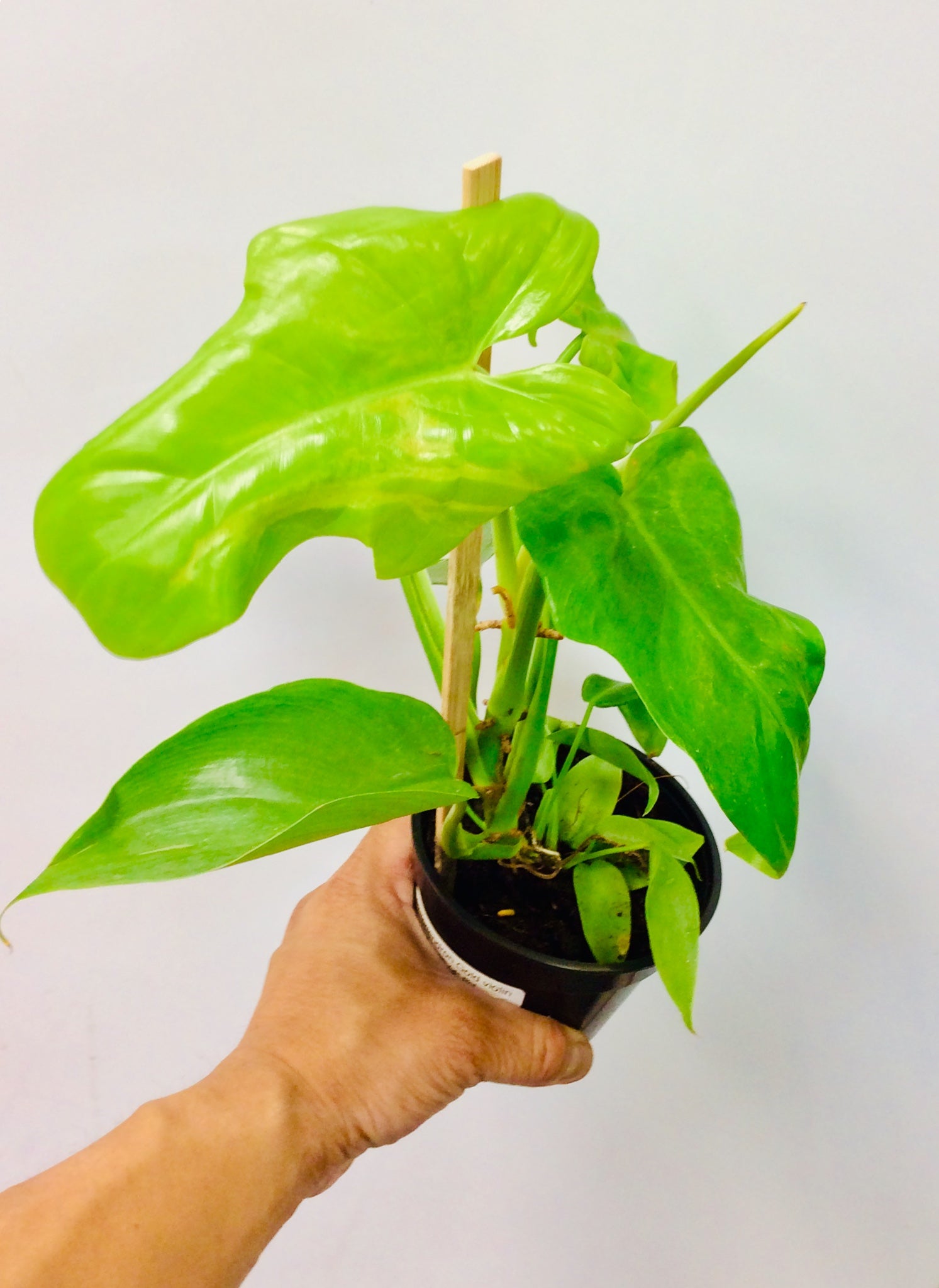 Philodendron Gold violin