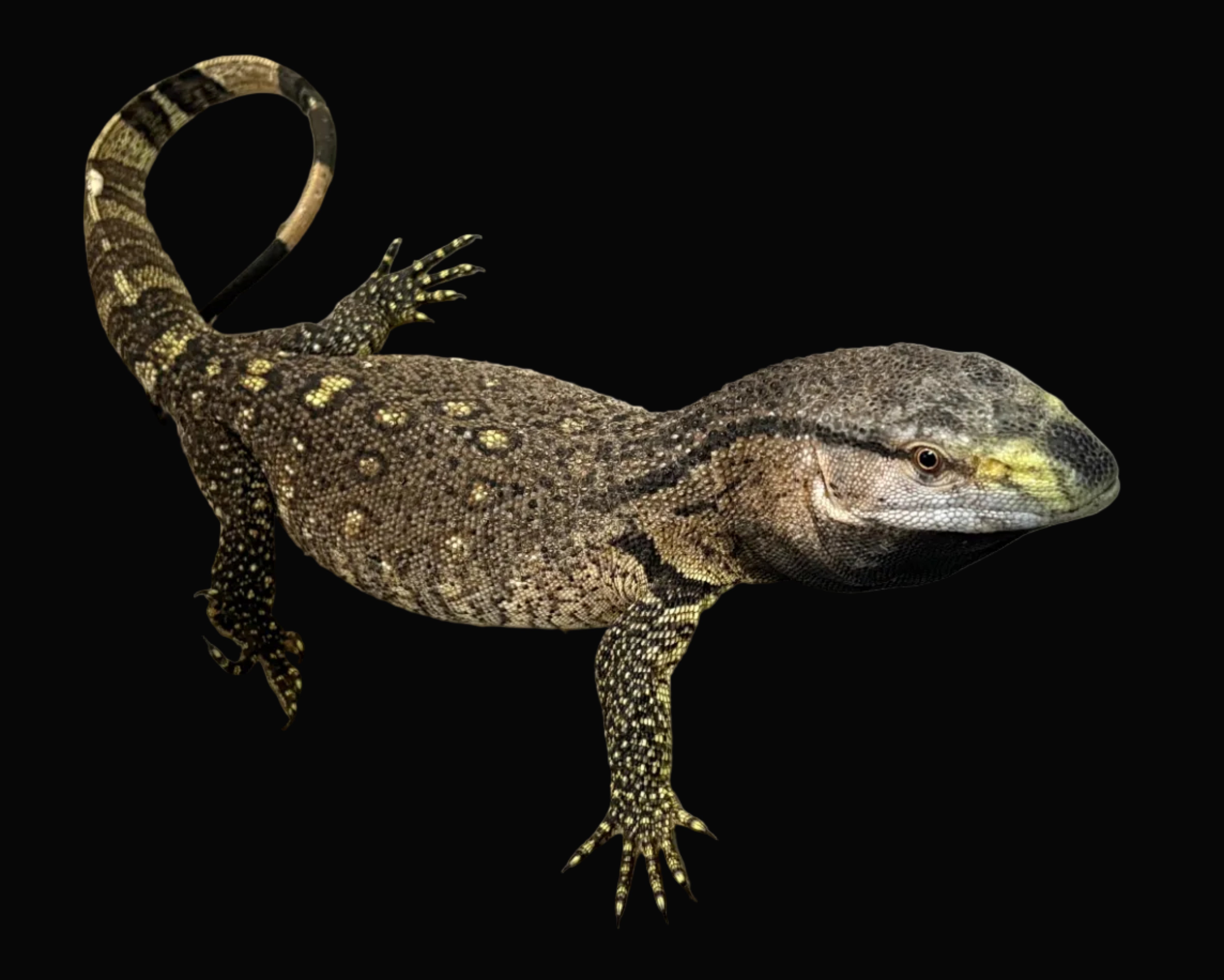 Black-throated Monitor (Varanus albigularis microstictus)