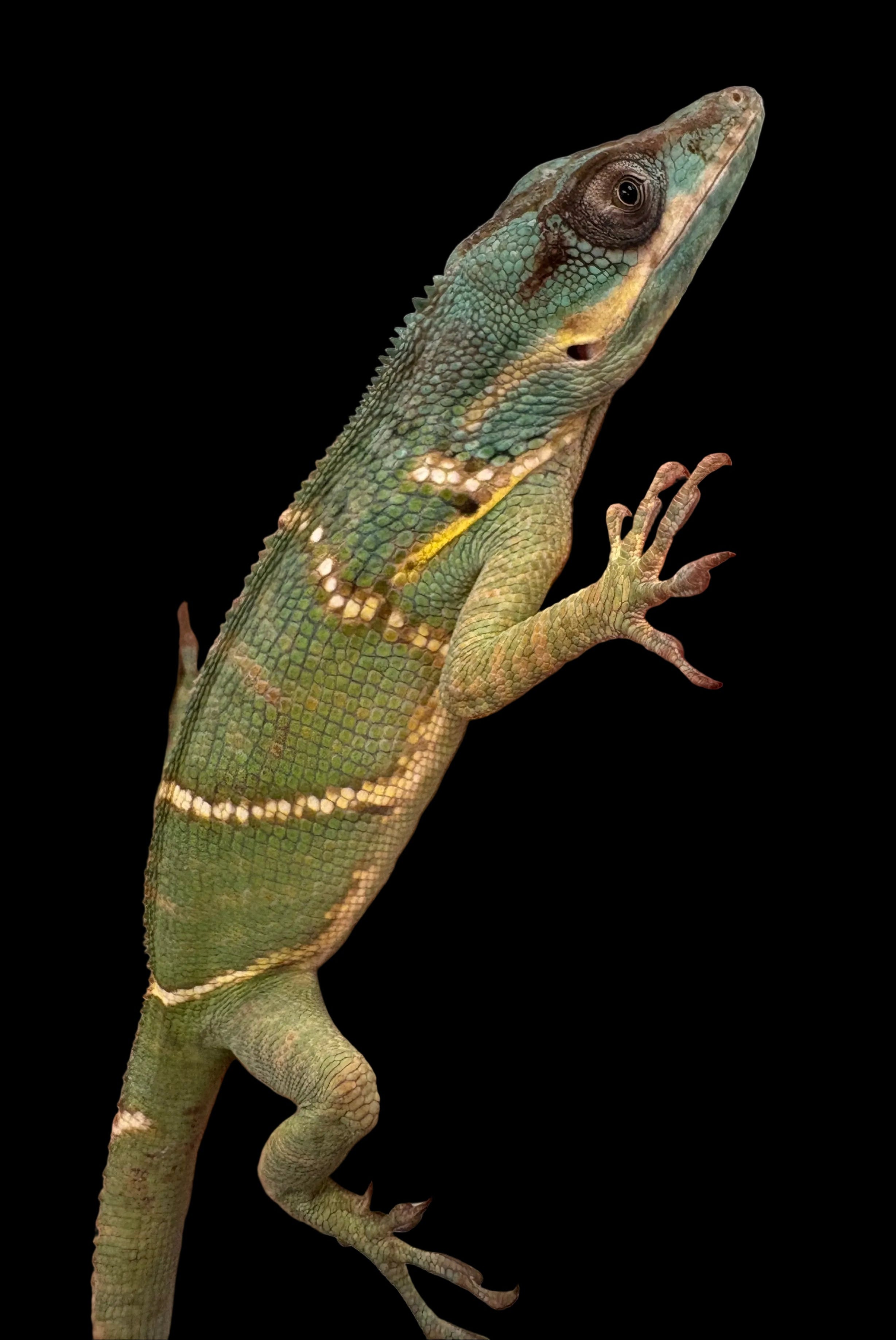 Giant Blue Beauty Anole (Anolis equestris potior)