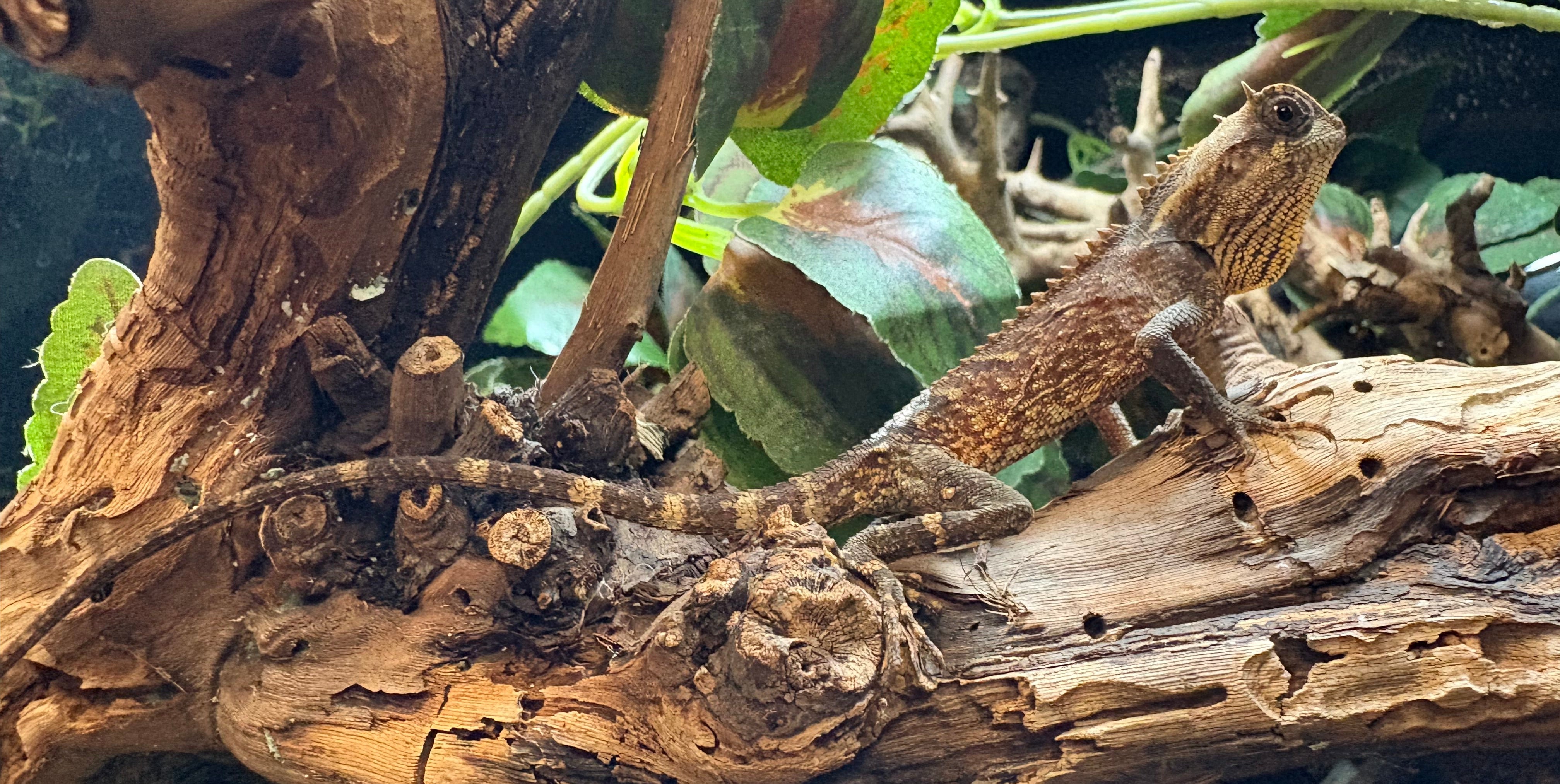 Natalia's Mountain Horned Dragon (Acanthosaura nataliae)