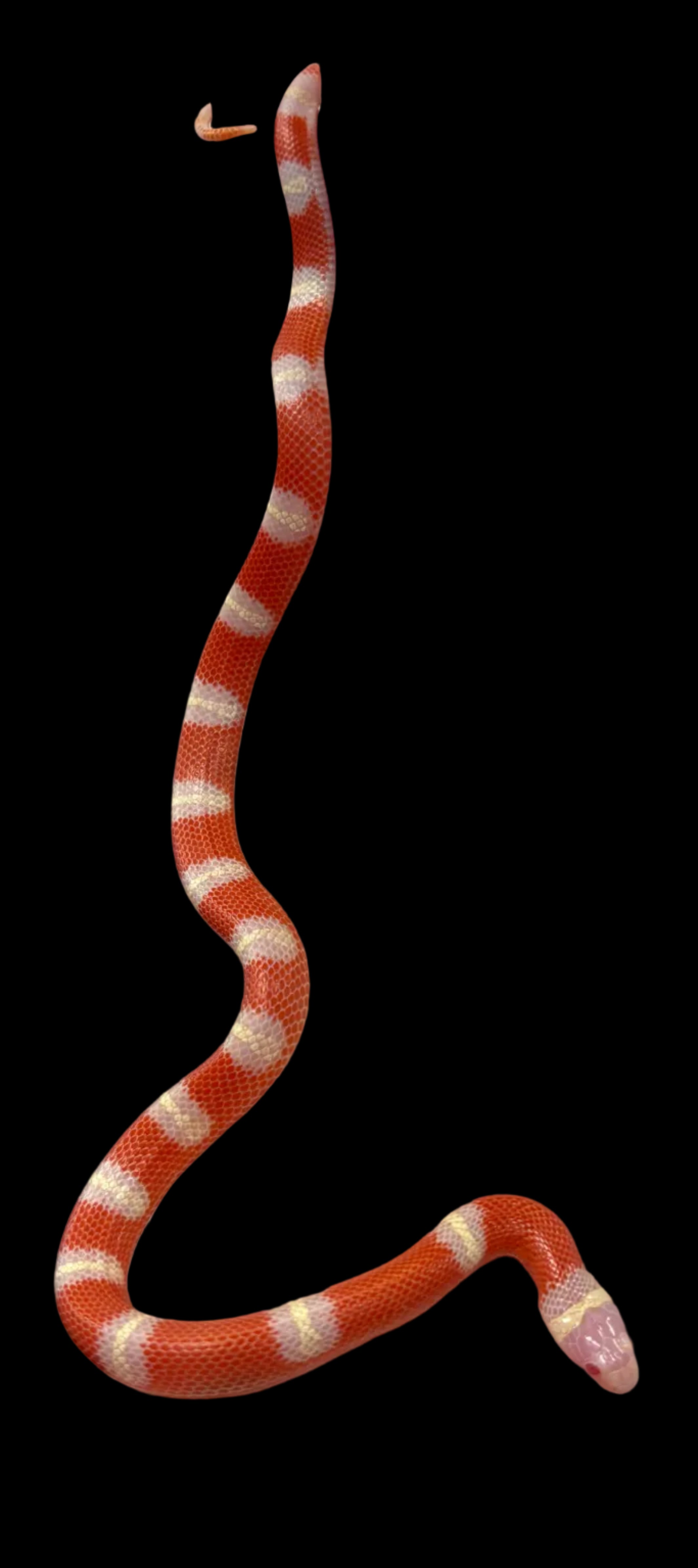 Couleuvre tachetée de Nelson (T-Albino)