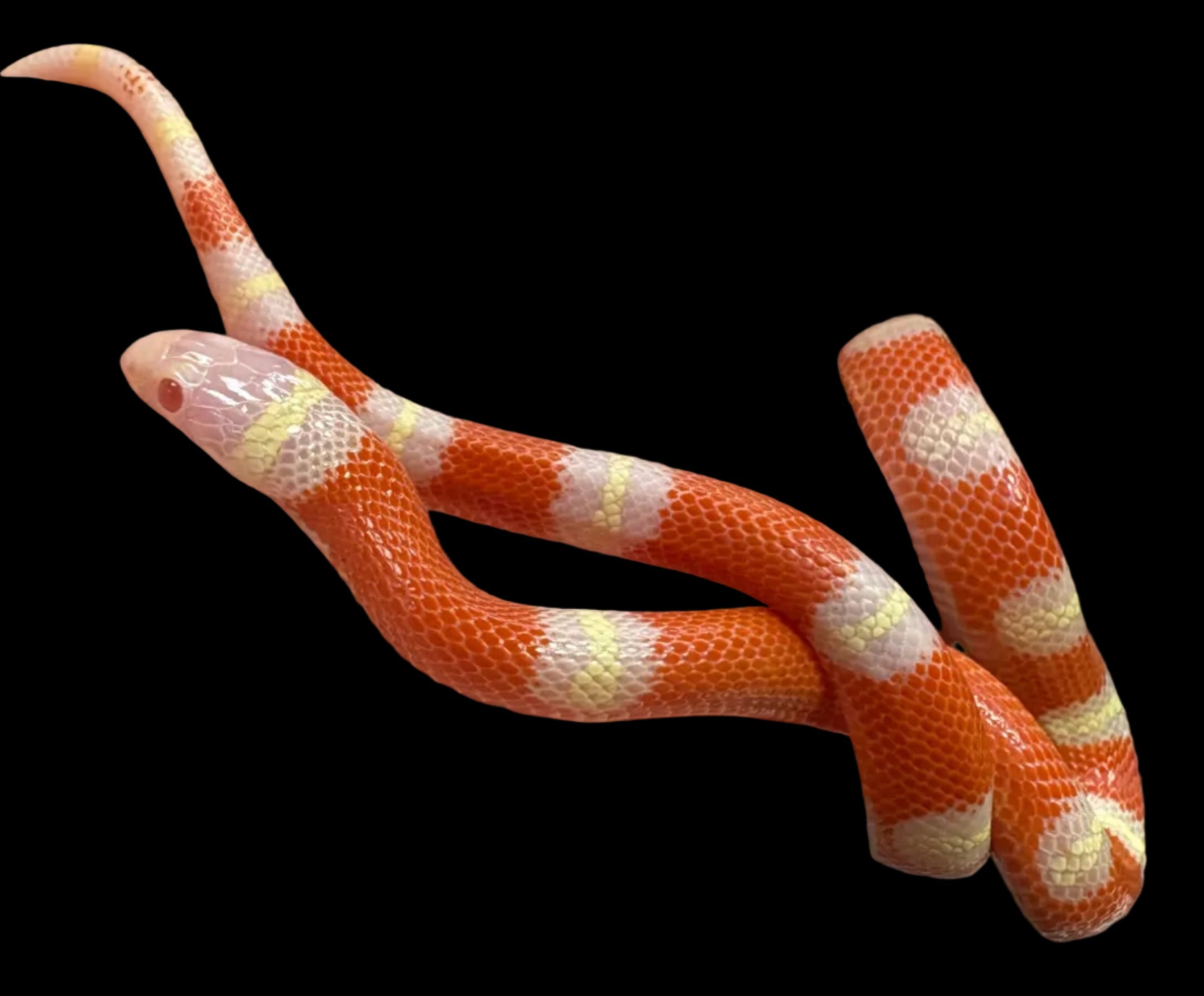 Couleuvre tachetée de Nelson (T-Albino)