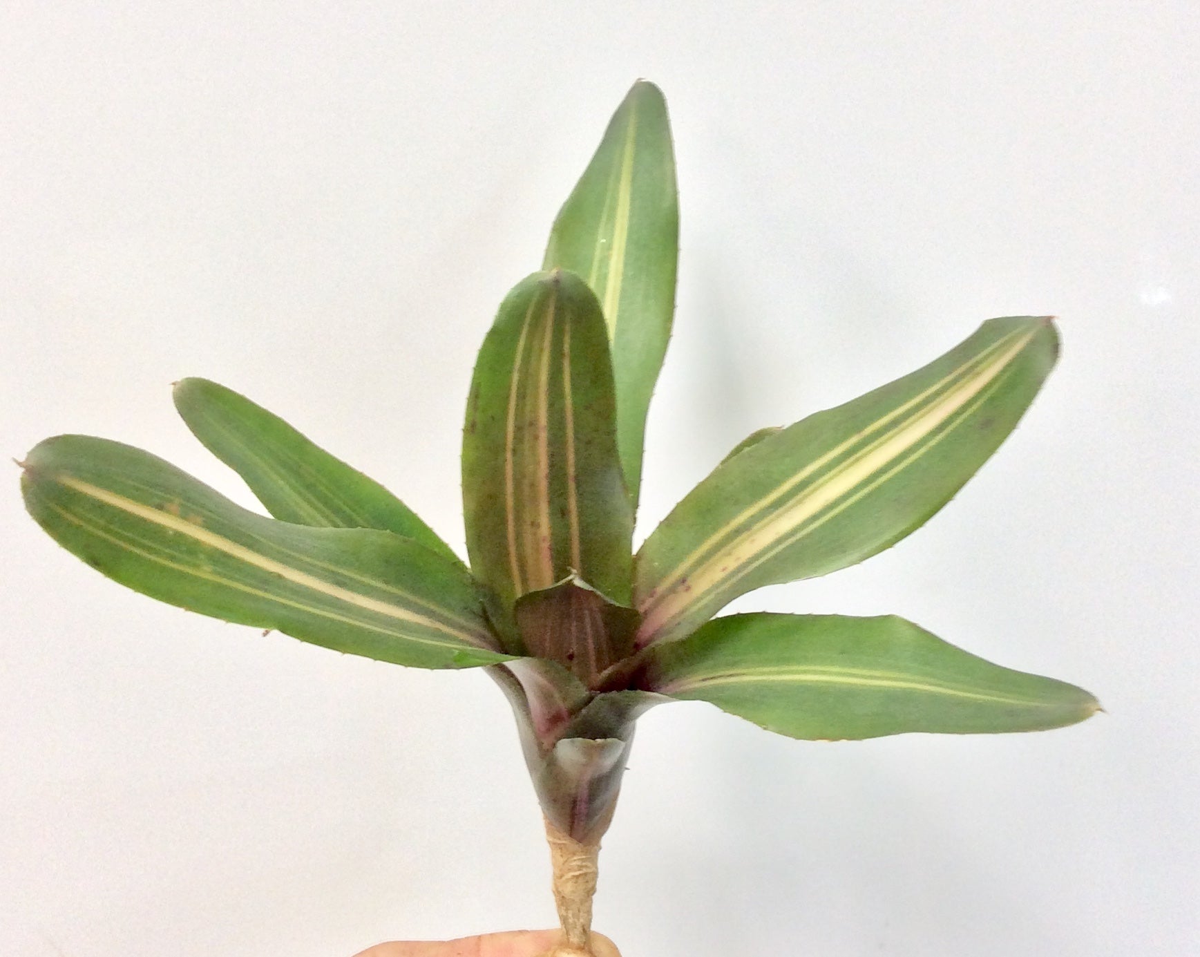 Neoregelia Mo Betta Please