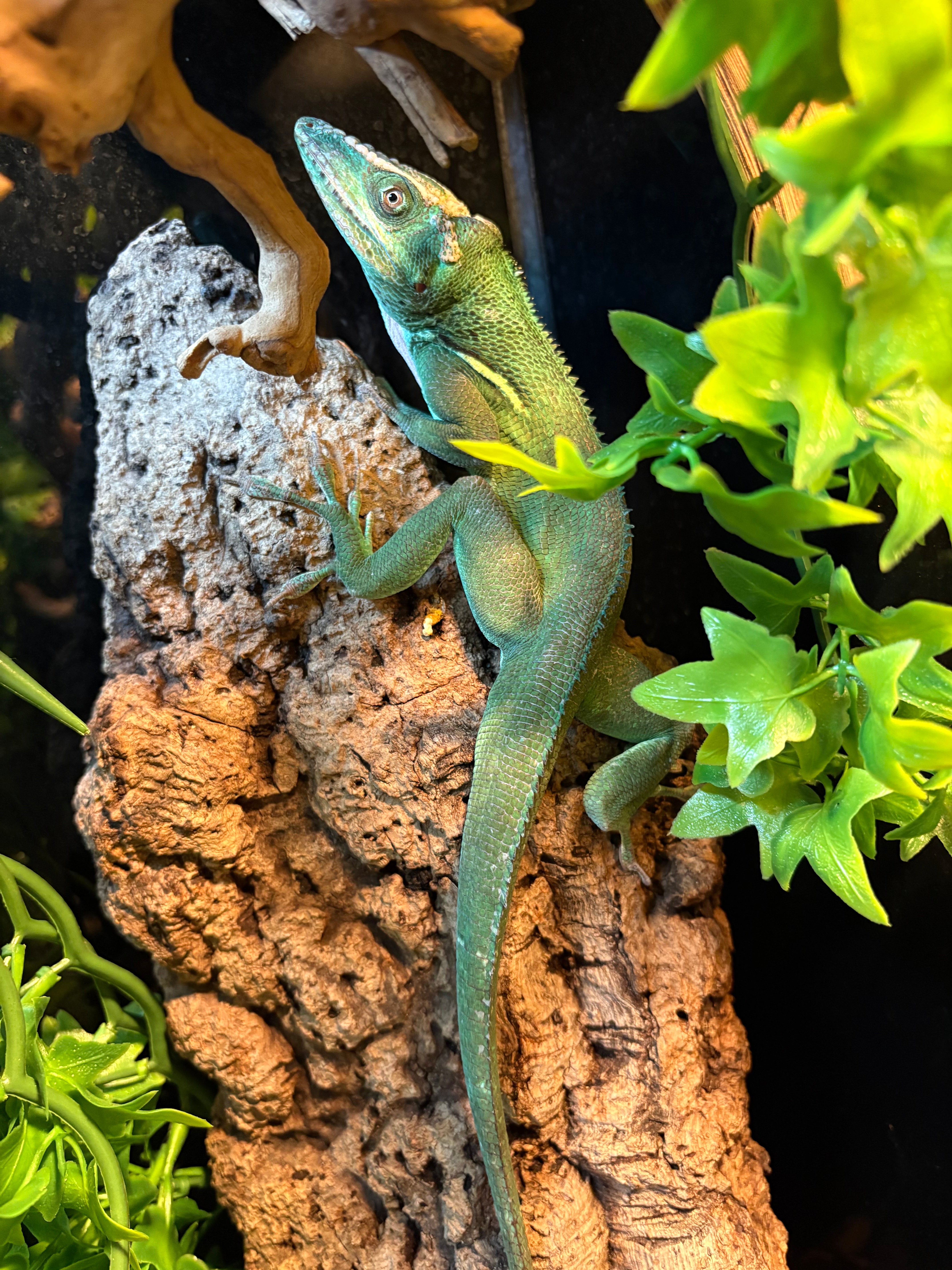 Cuban Knight Anole (Anolis equestris)