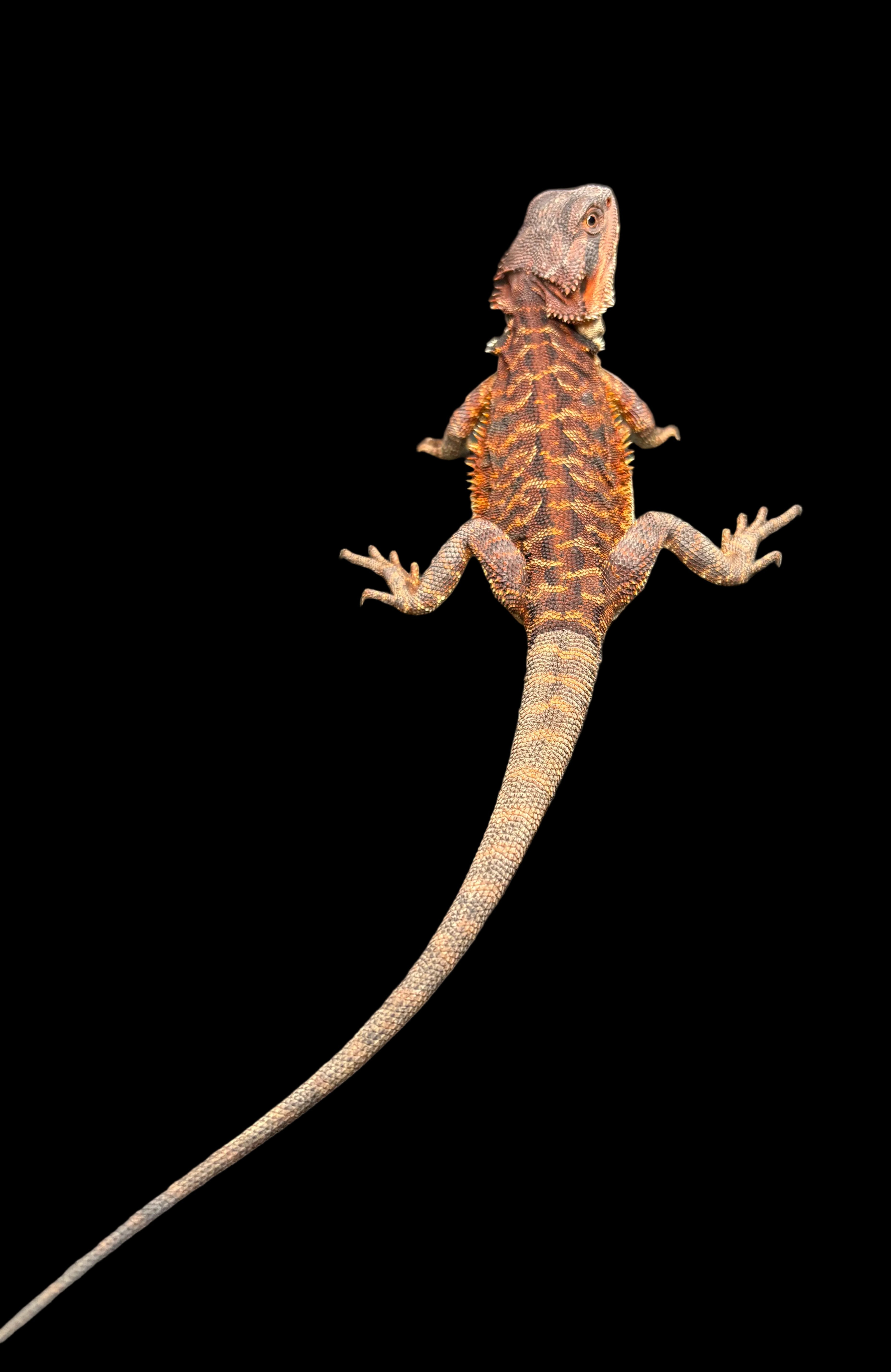 Bearded Dragon (Red Monster)