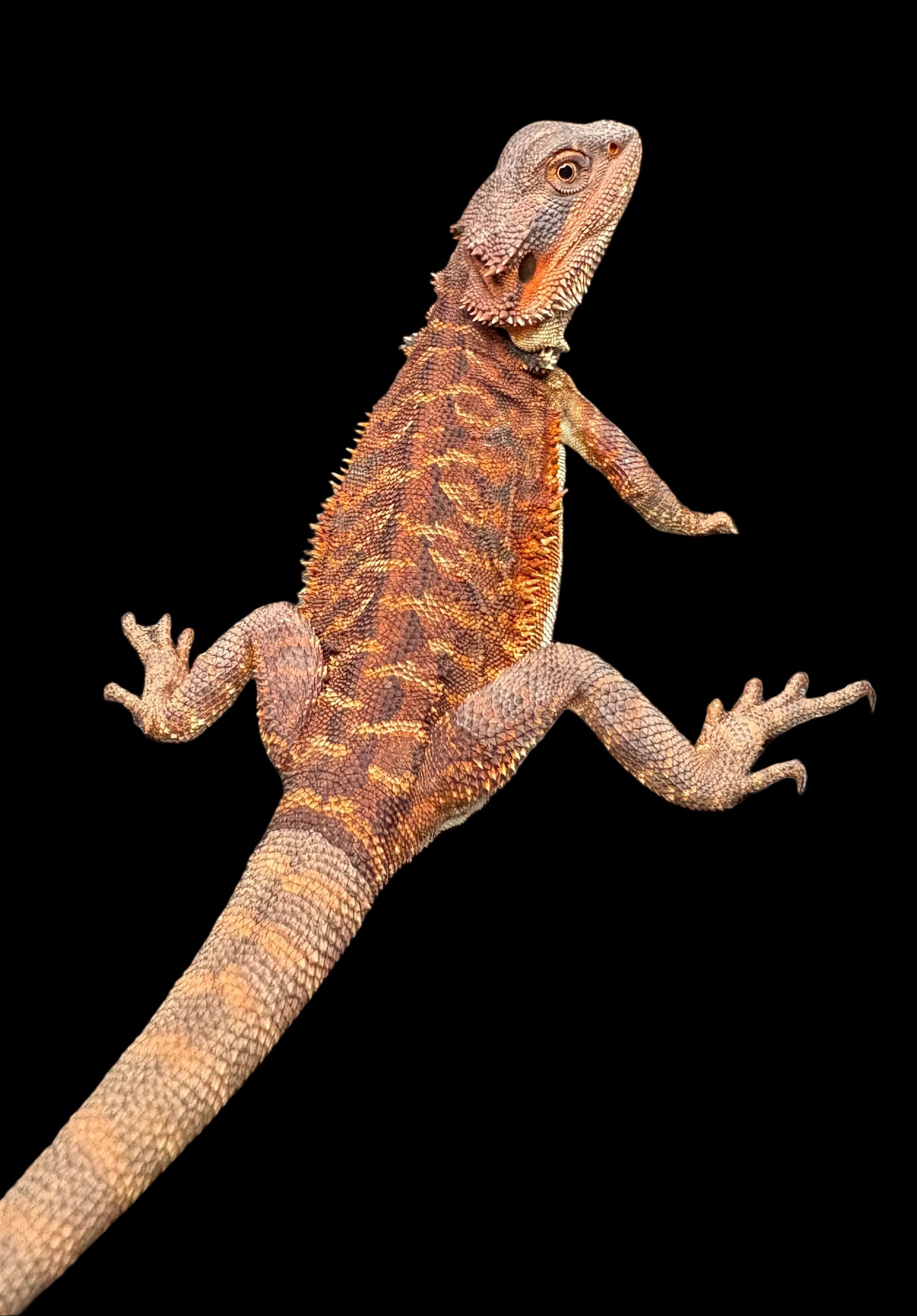 Bearded Dragon (Red Monster)