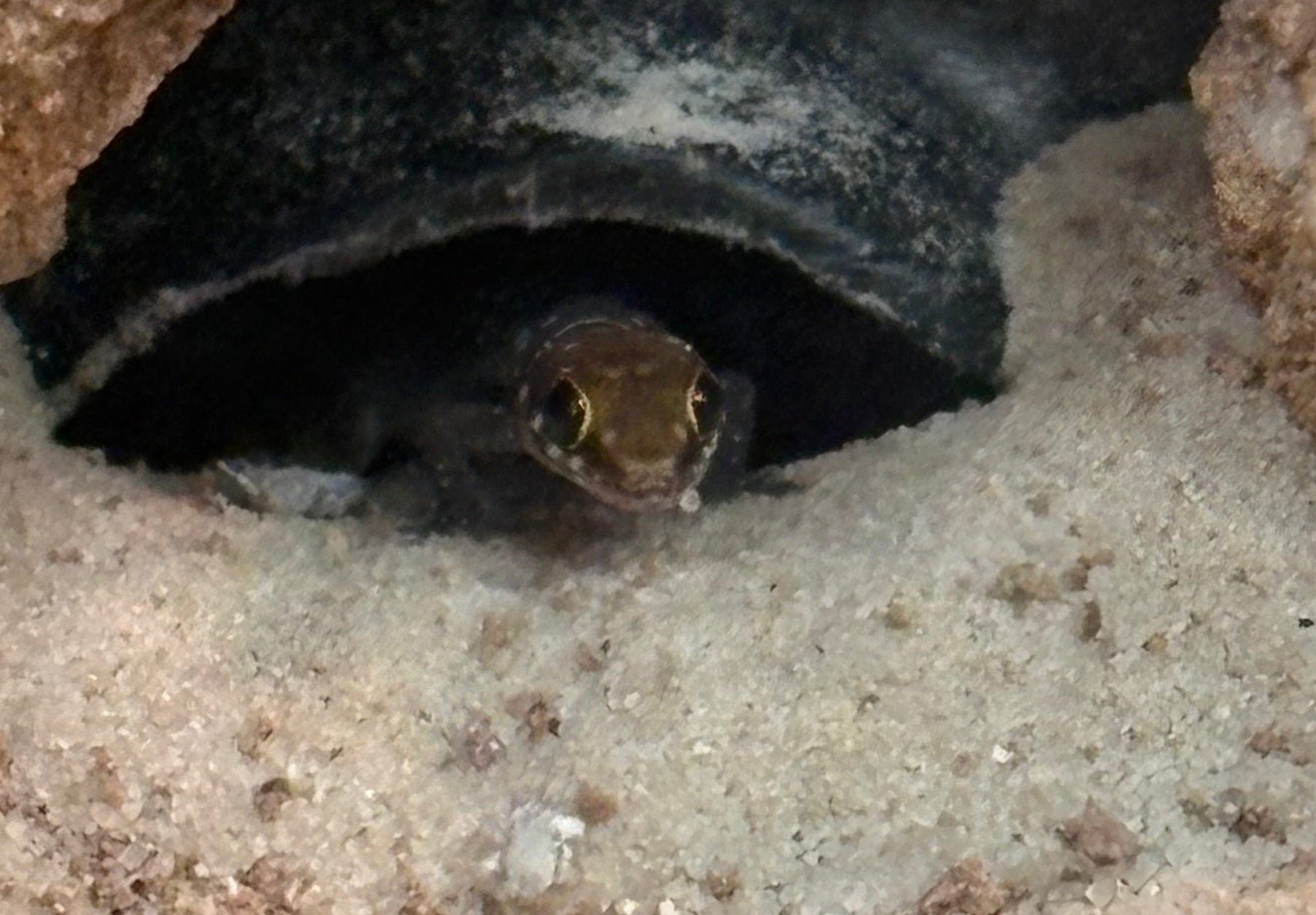 Tiger Thick-toed Gecko (Pachydactylus tigrinus)