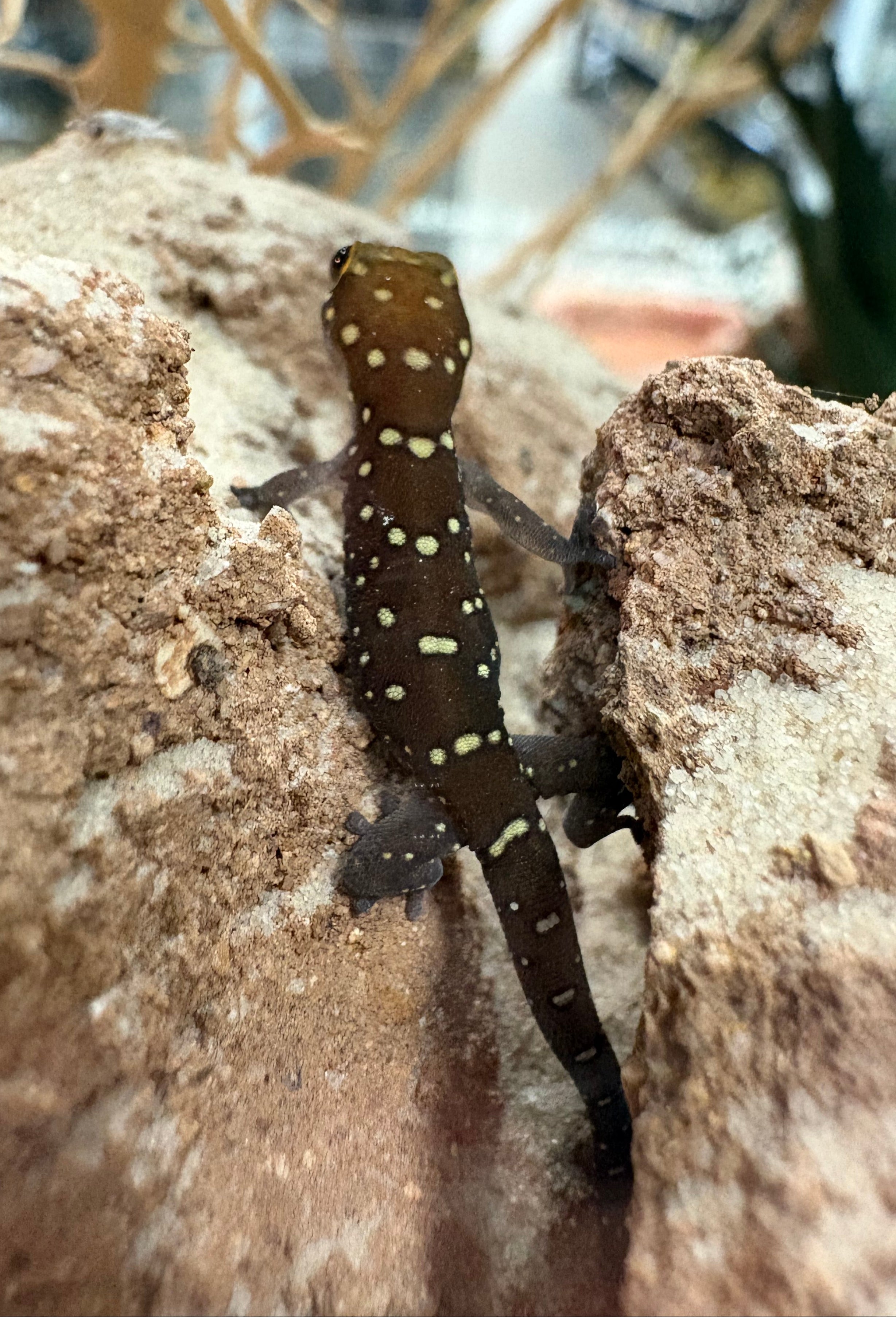Tiger Thick-toed Gecko (Pachydactylus tigrinus)