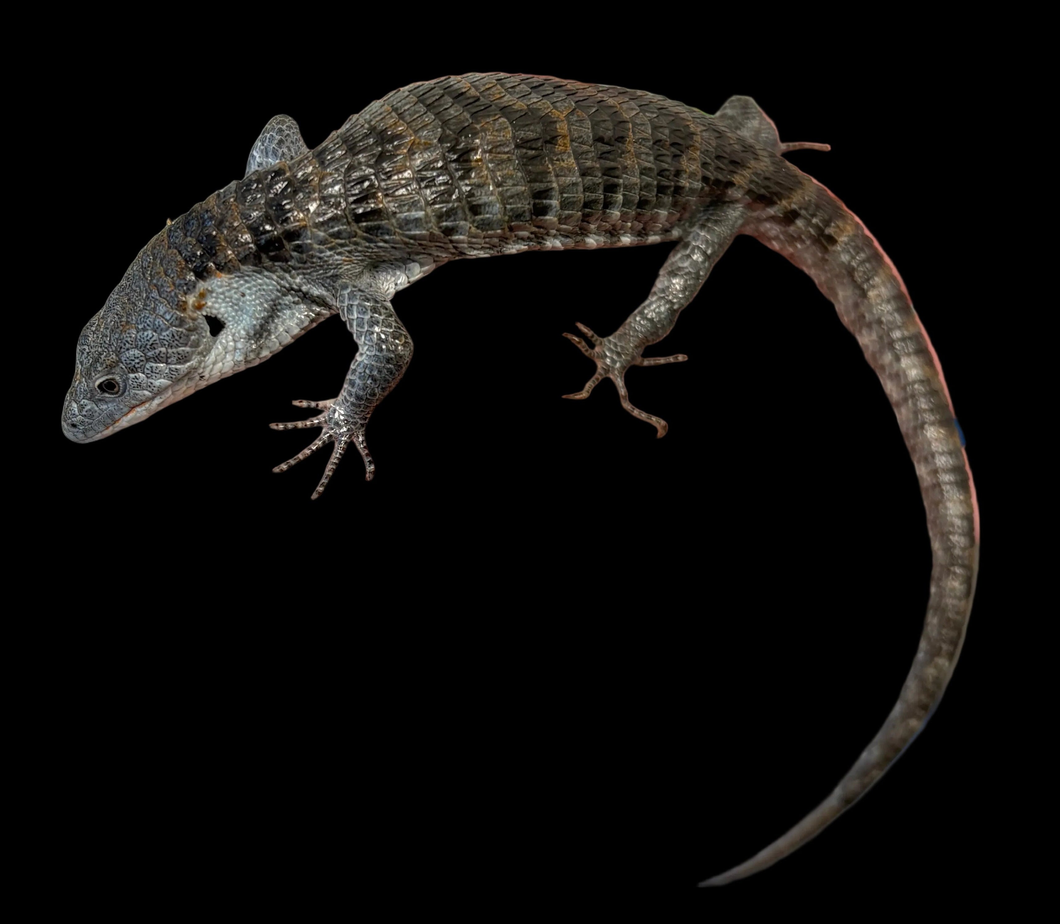Dragon cornu des montagnes
