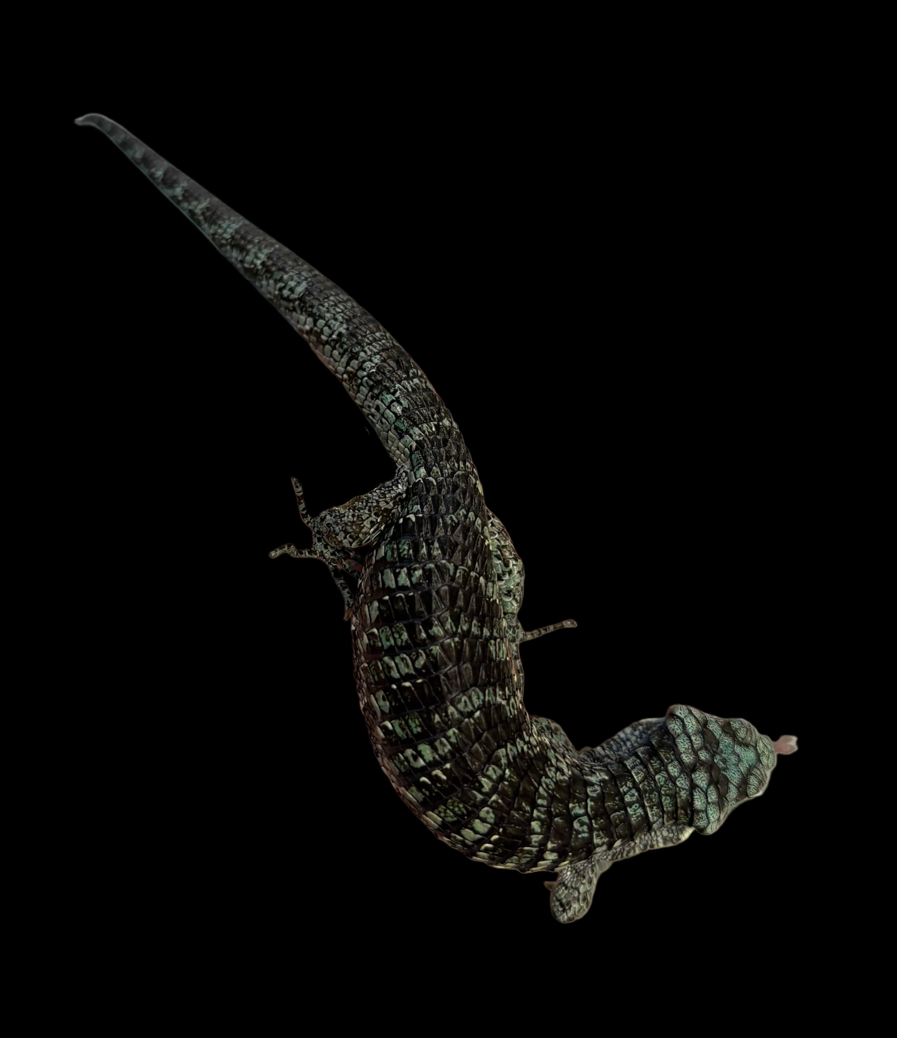 Dragon cornu des montagnes