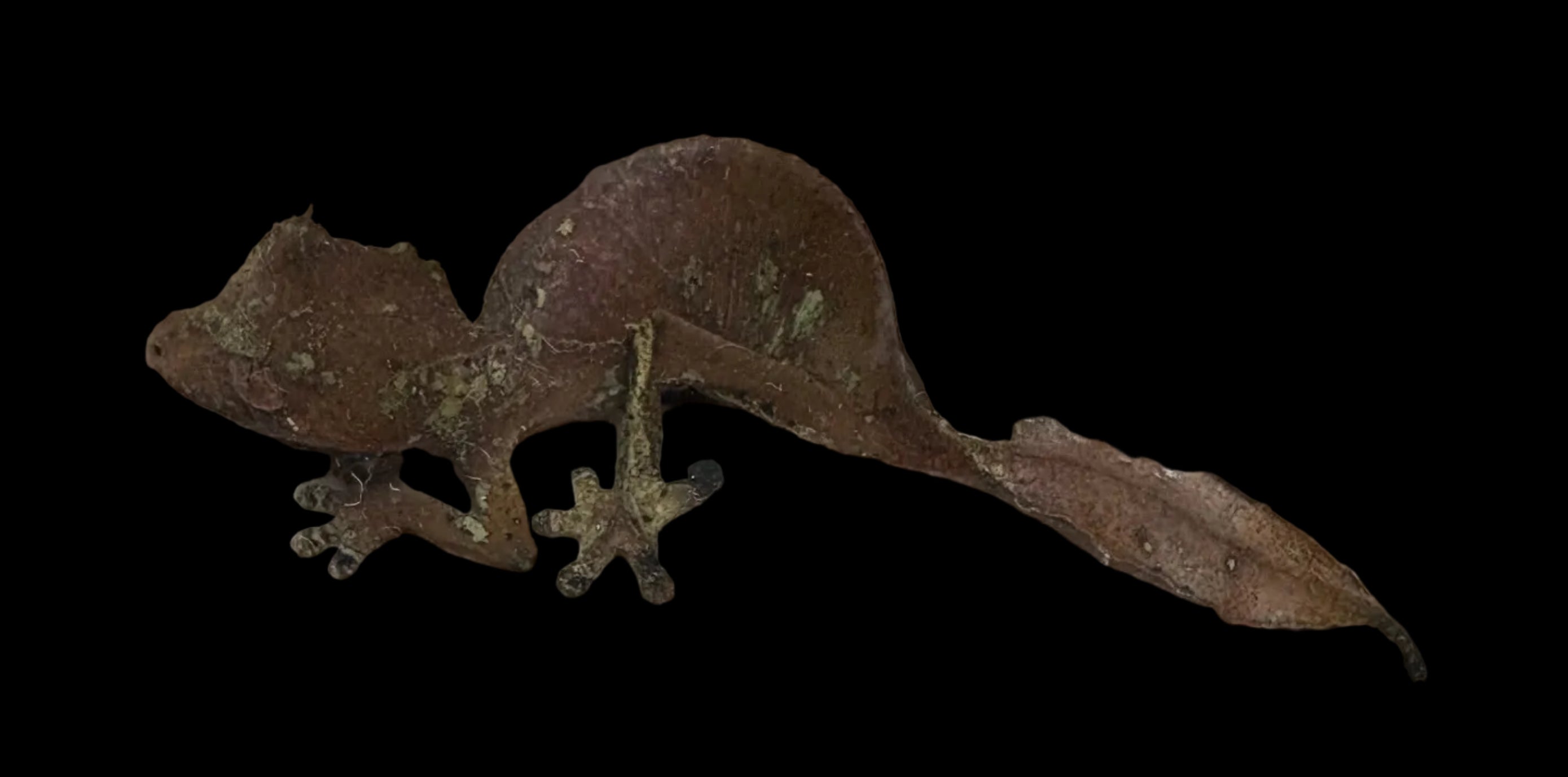 Gecko à queue de feuille Spearpoint (Uroplatus ebenaui) 