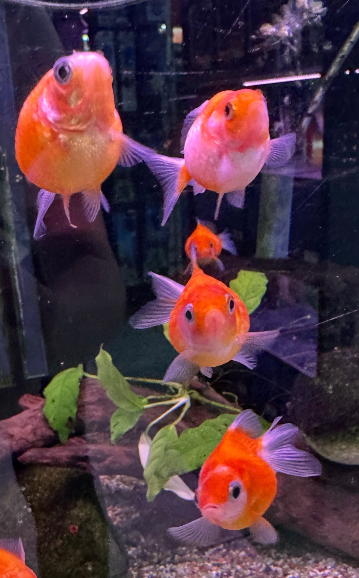 Assorted Pearlscale Goldfish