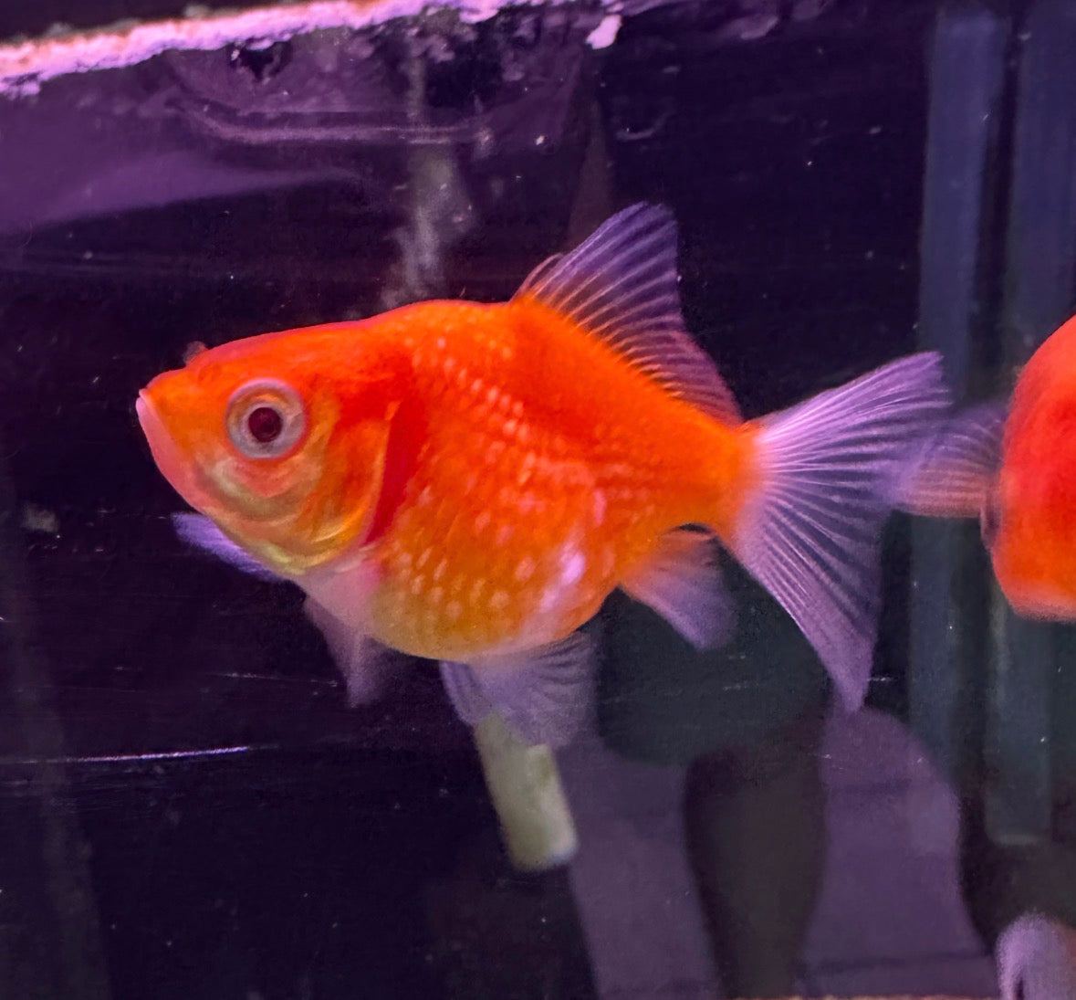 Assorted Pearlscale Goldfish