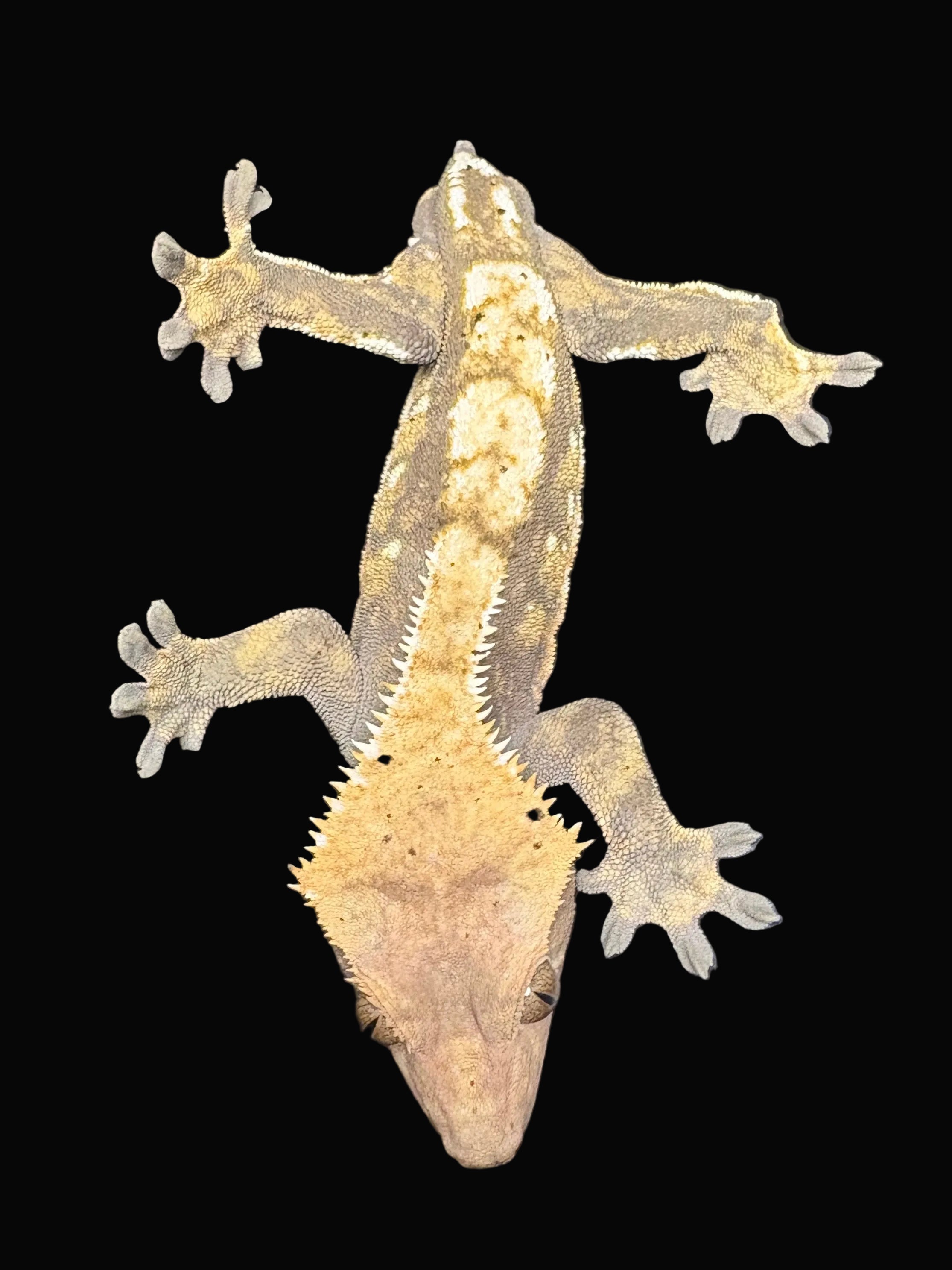 Crested Geckos (Assorted Morphs)