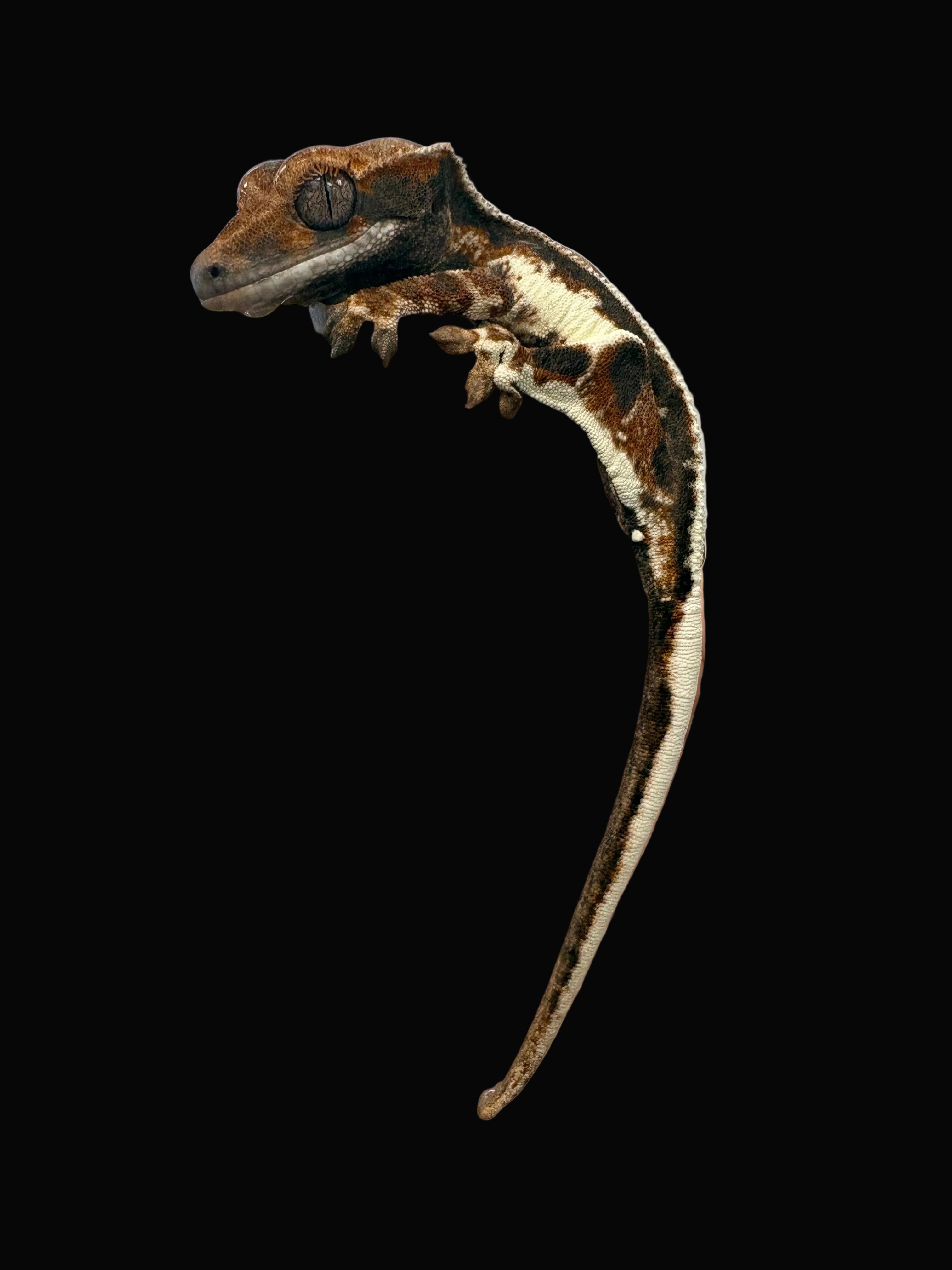 Geckos à crête (morphes assortis)
