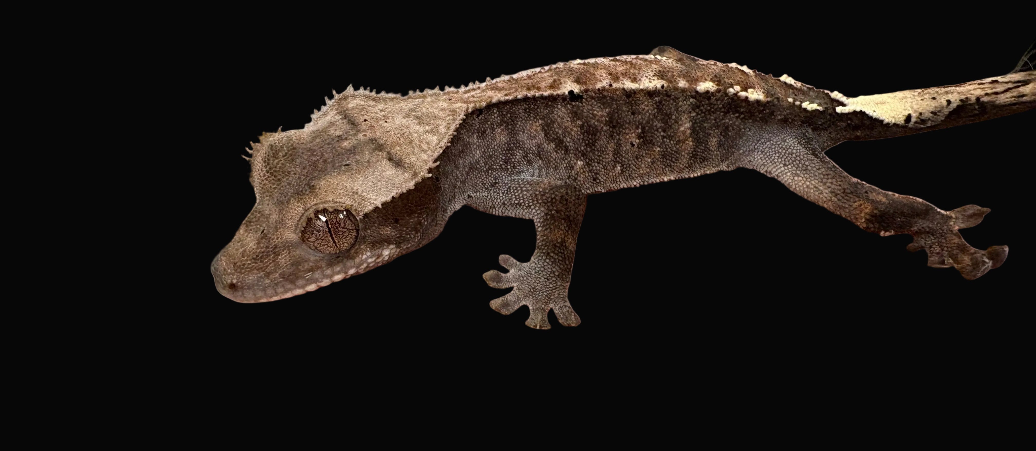 Geckos à crête (morphes assortis)