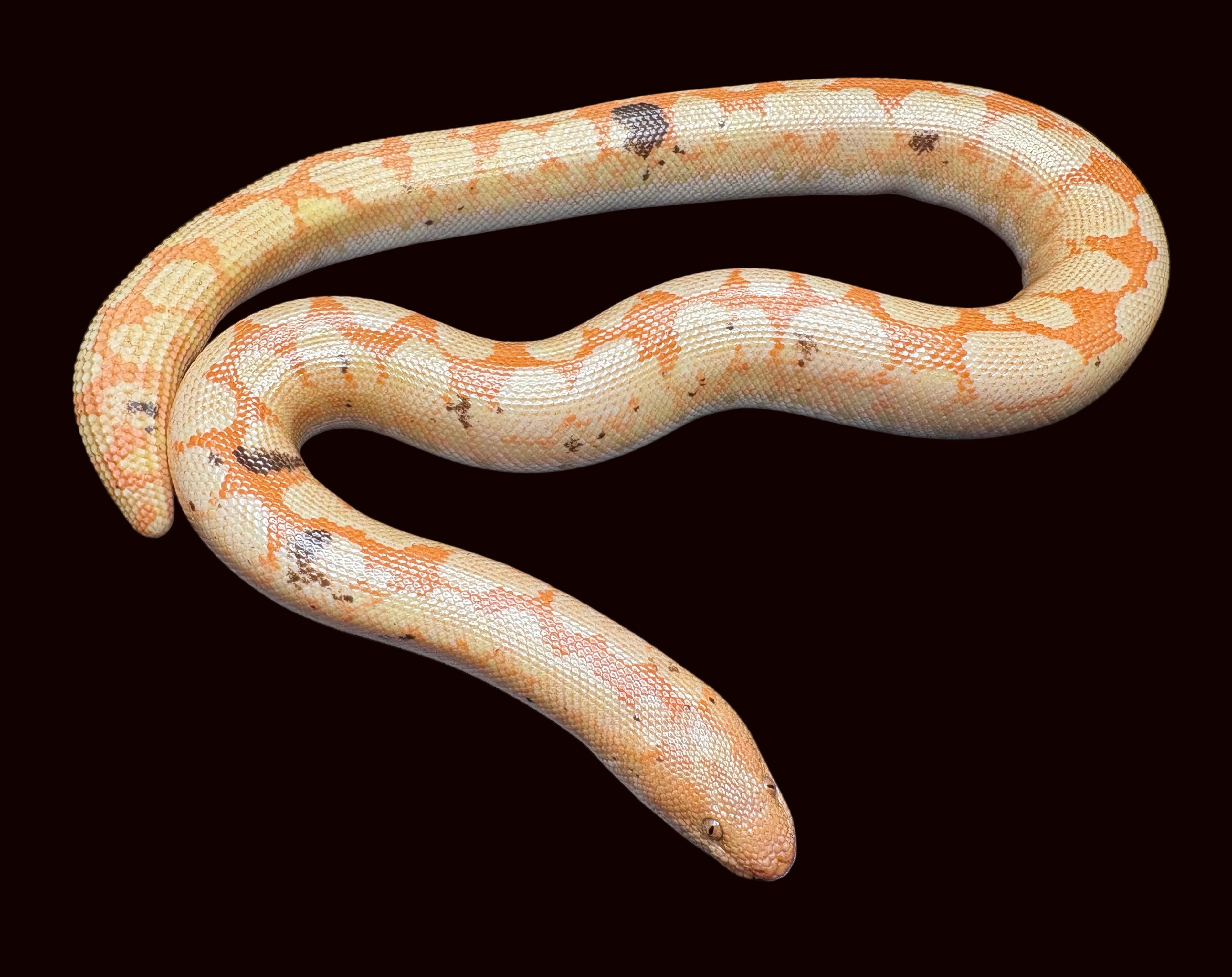 Kenyan Sand Boa (Paradox Albino)