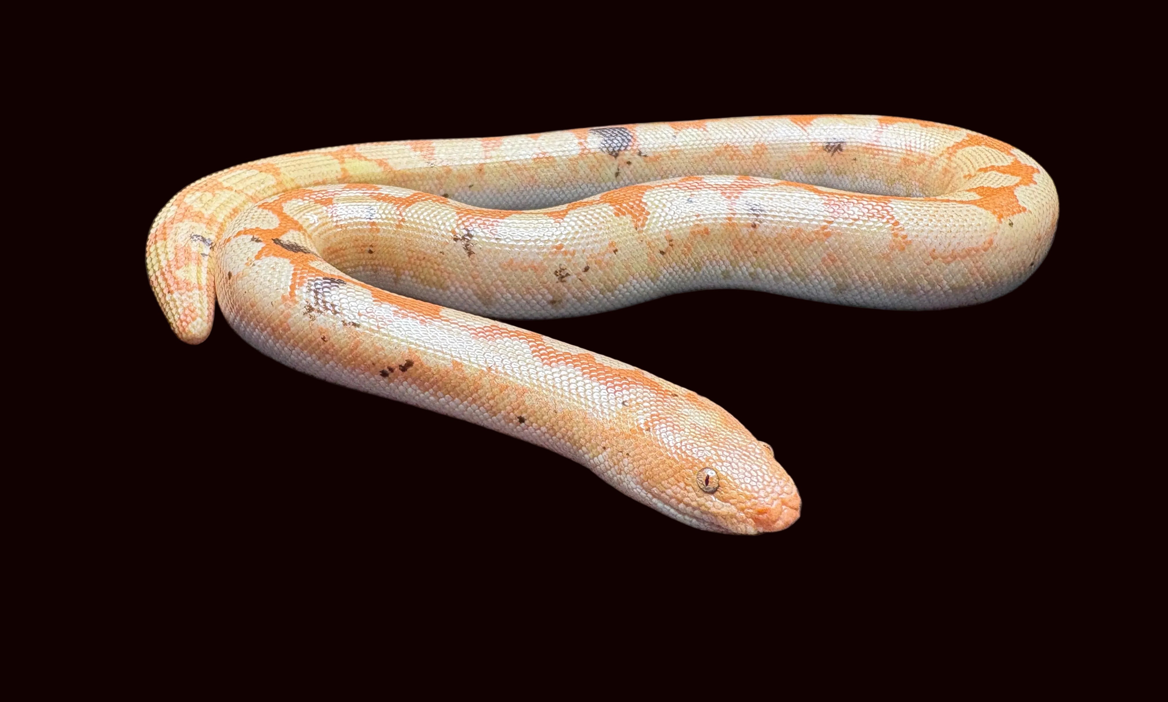 Kenyan Sand Boa (Paradox Albino)