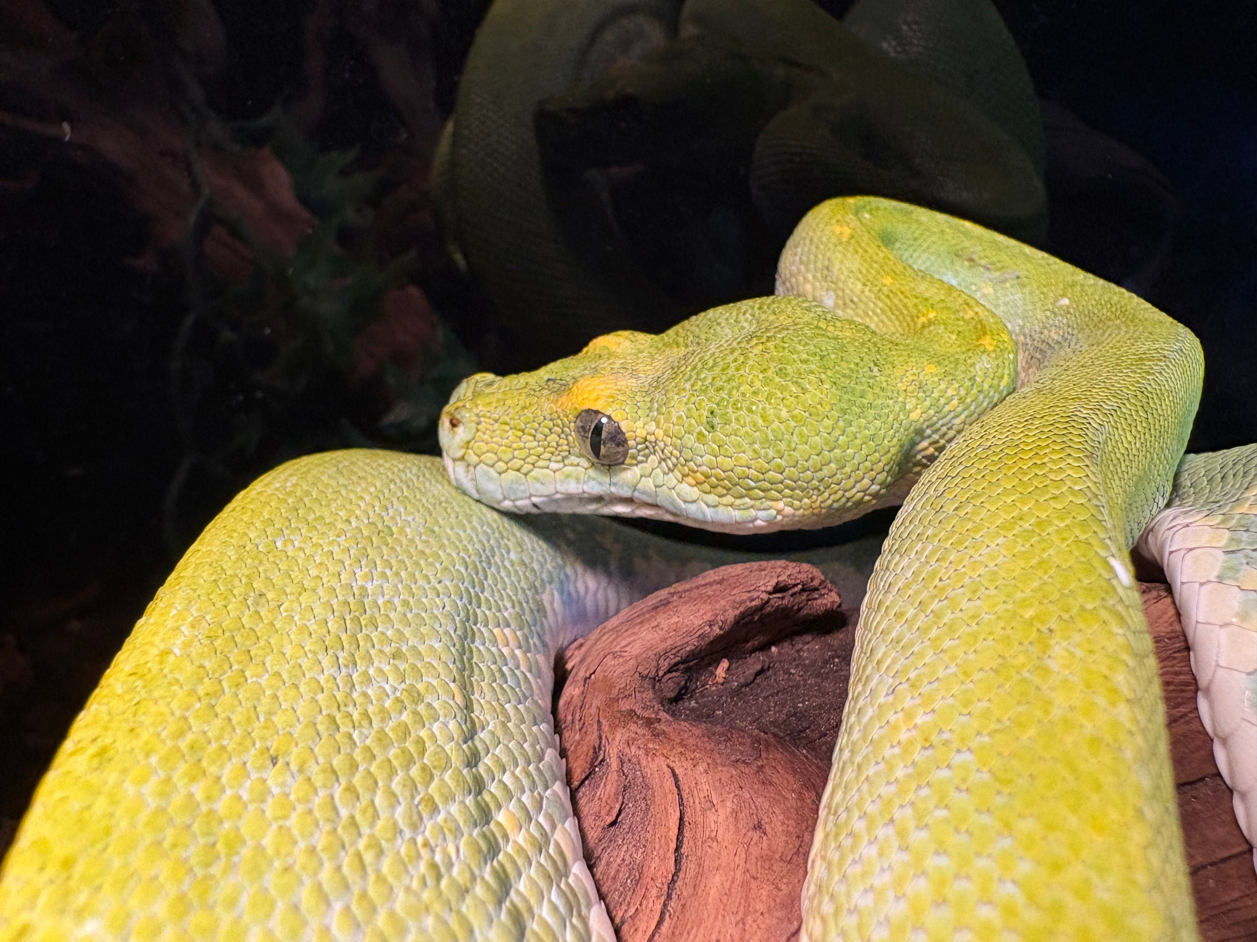 Green Tree Python (Morelia viridis) (Biak)