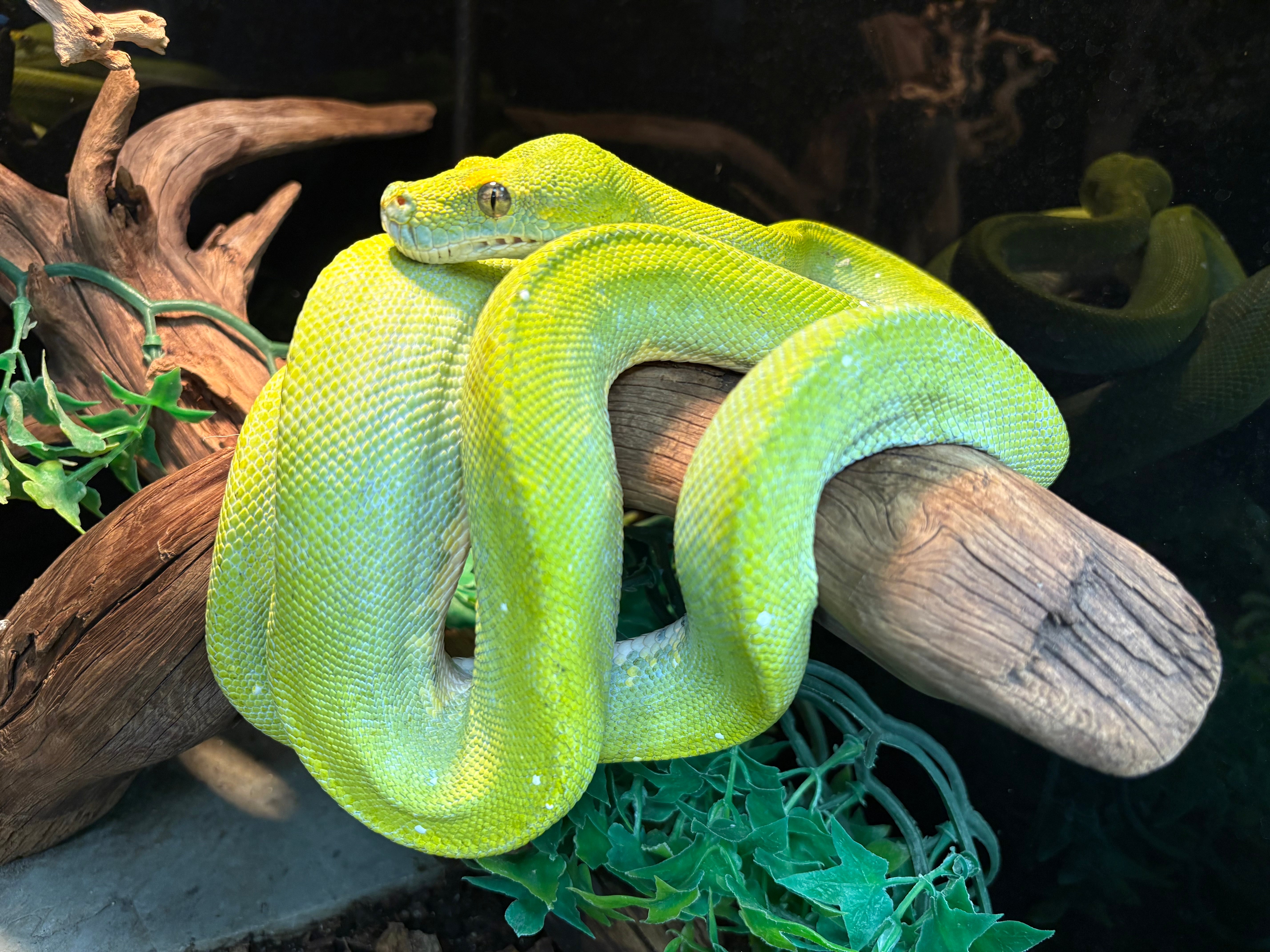 Green Tree Python (Morelia viridis) (Biak)
