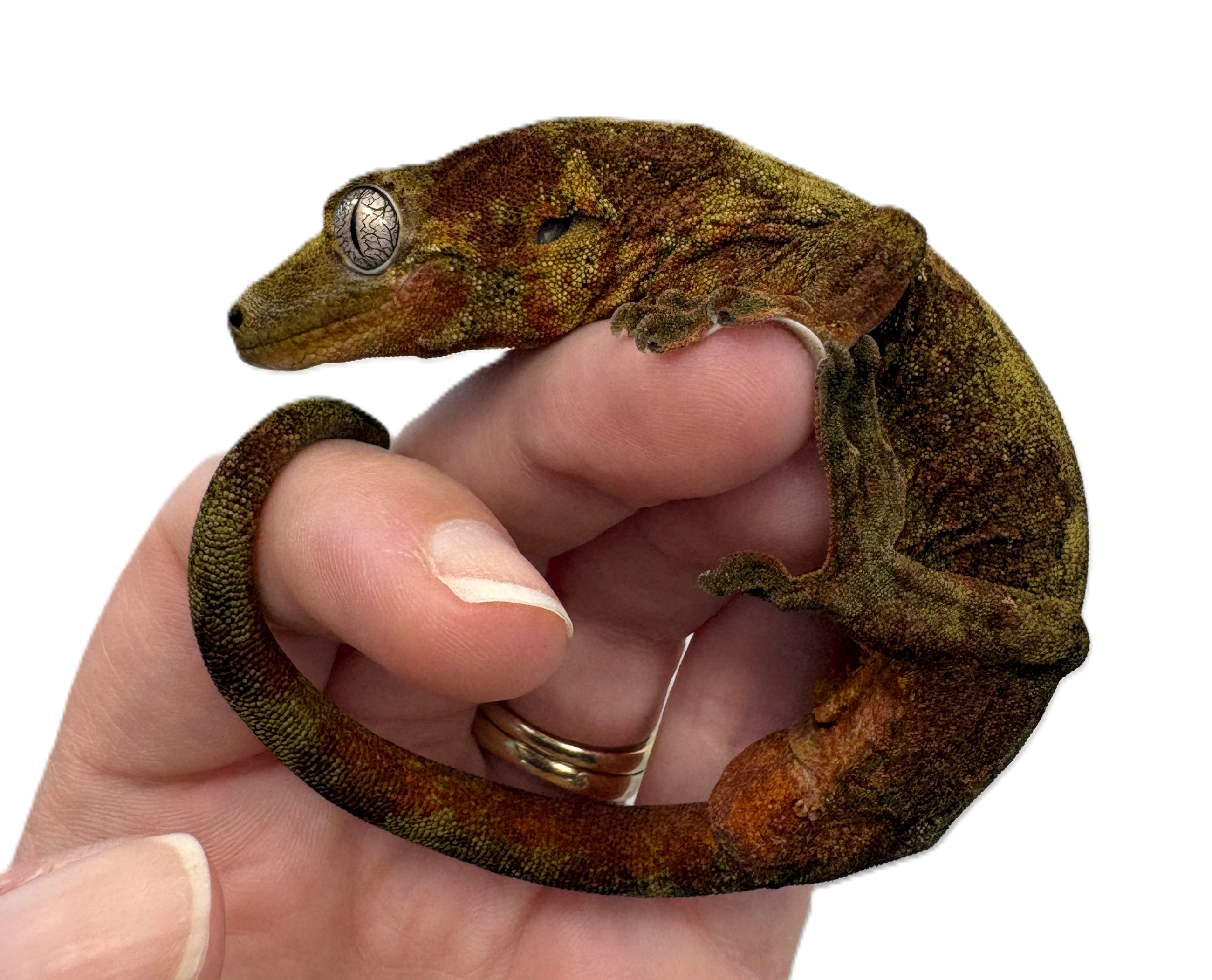Chahoua Gecko (Mniarogekko chahoua) (Mainland)