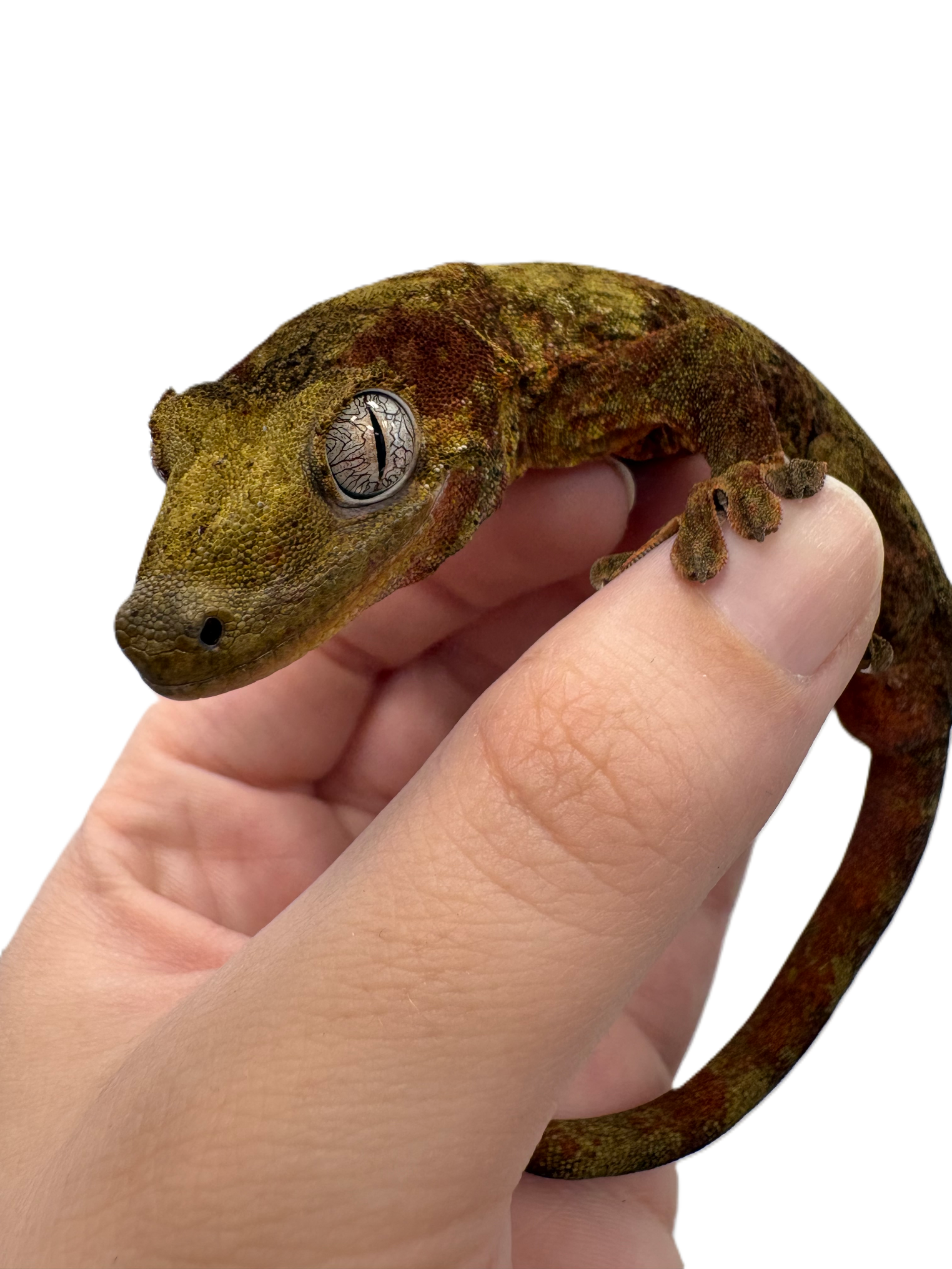 Gecko Chahoua (Mniarogekko chahoua) (Forme continentale)