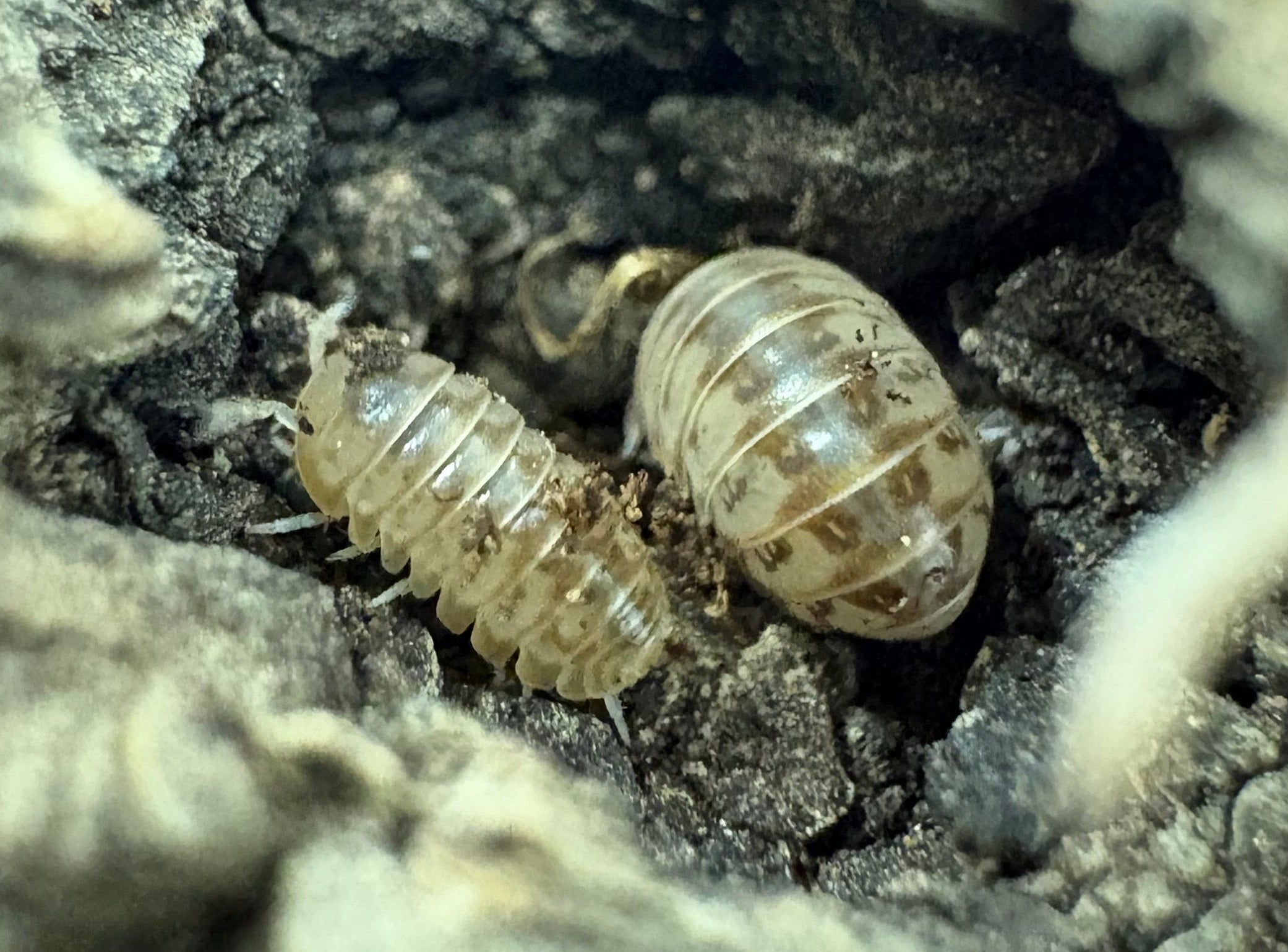 Armadillidium nasatum (isopode de pêche)