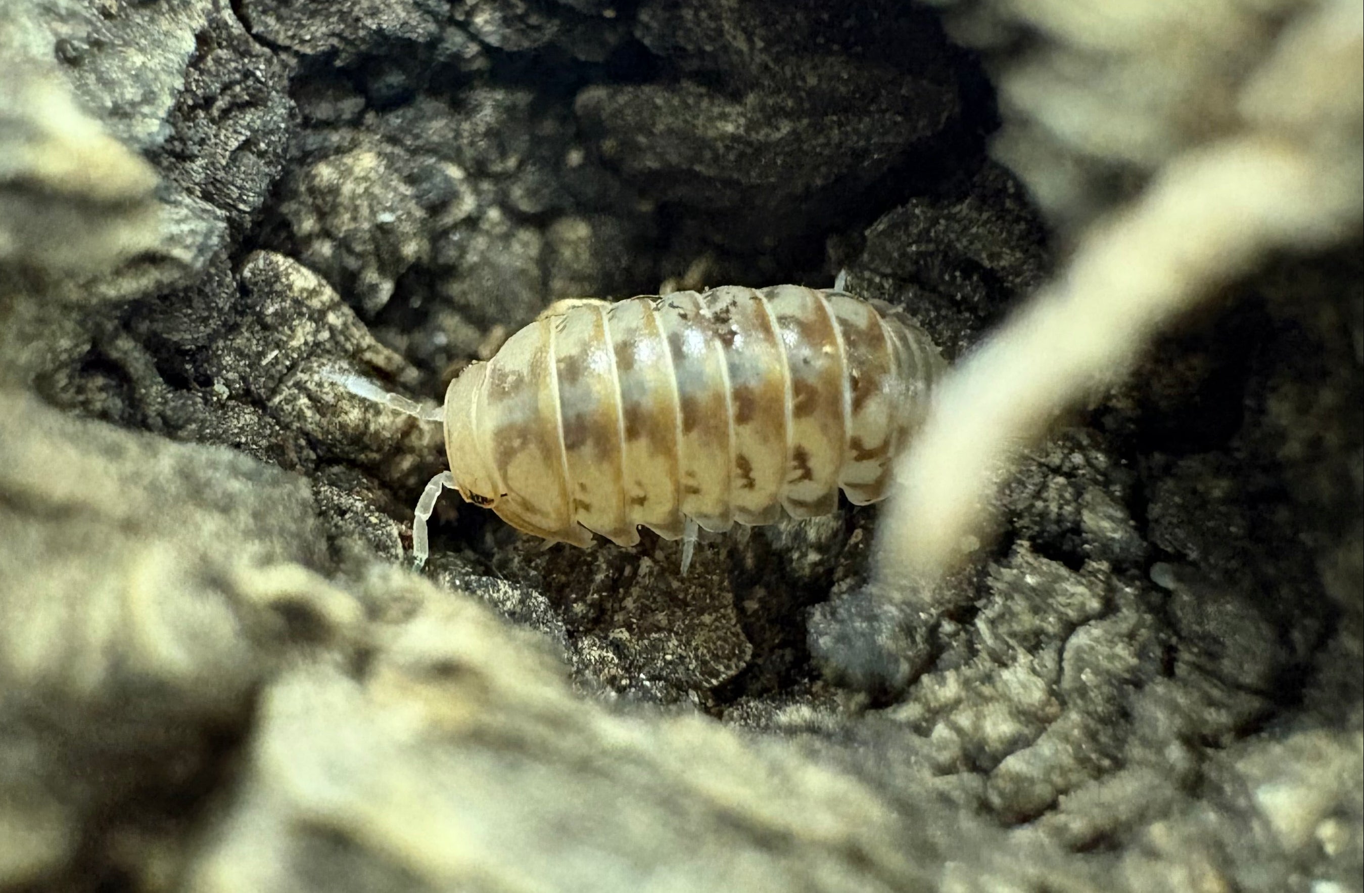 Armadillidium nasatum (isopode de pêche)