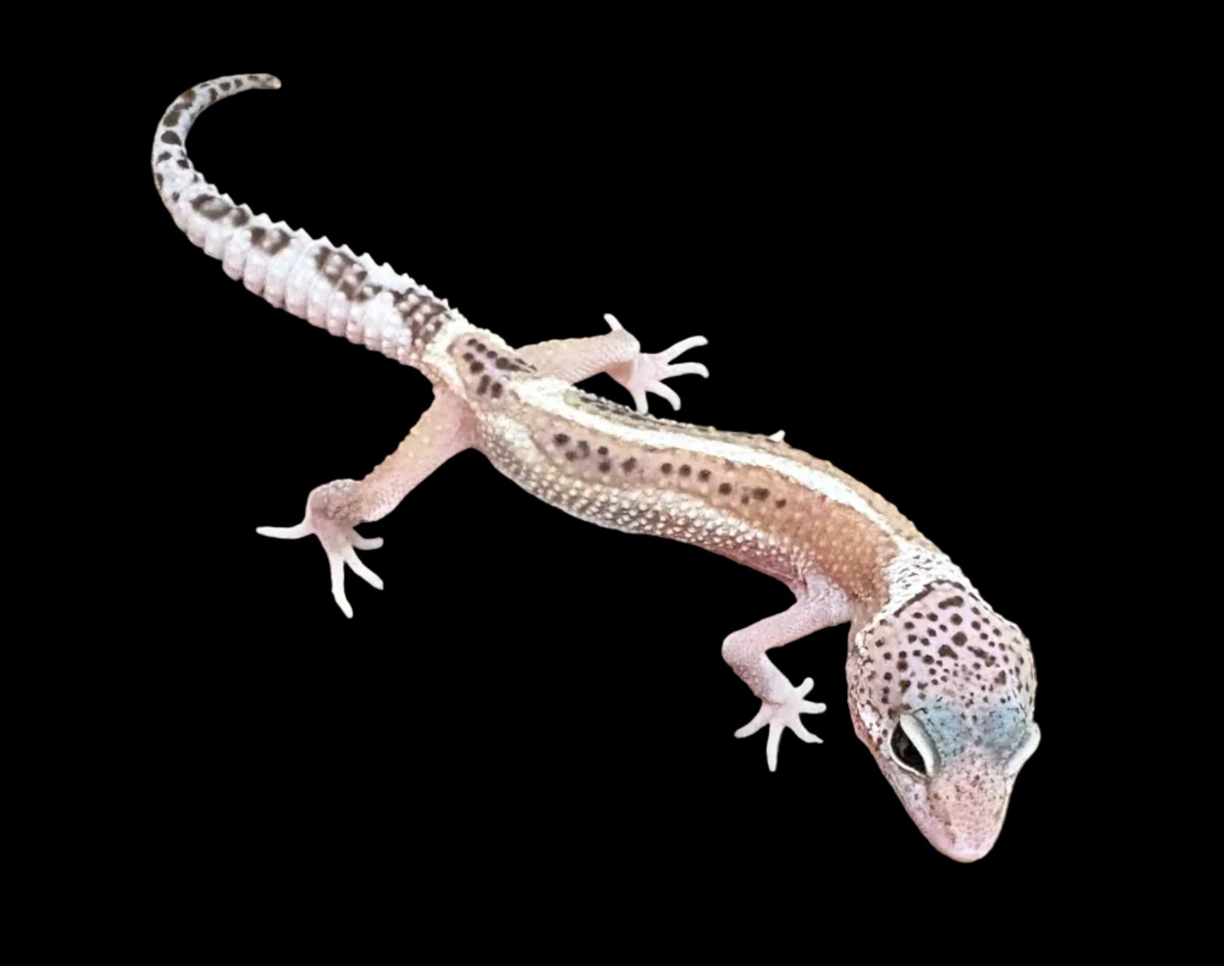 Gecko léopard (morphes assortis)