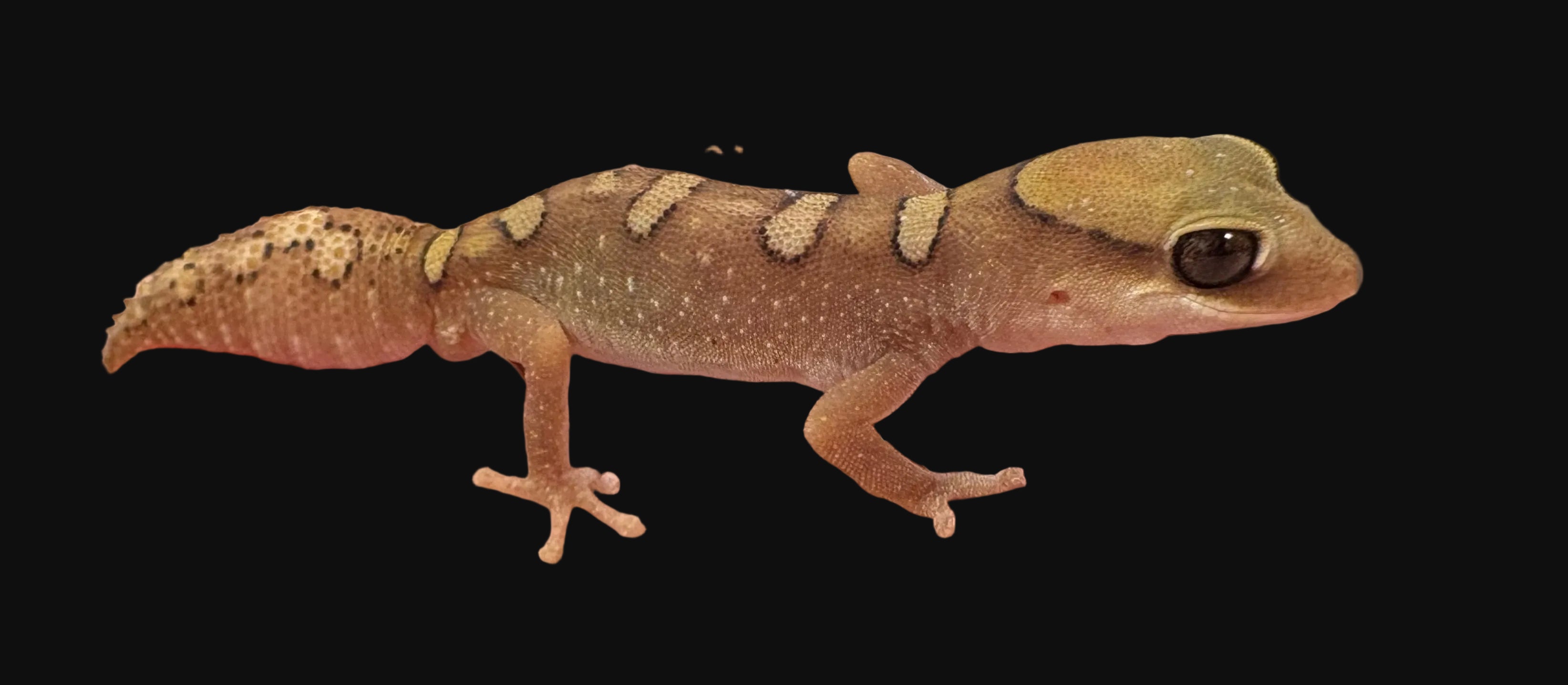 Gecko casqué