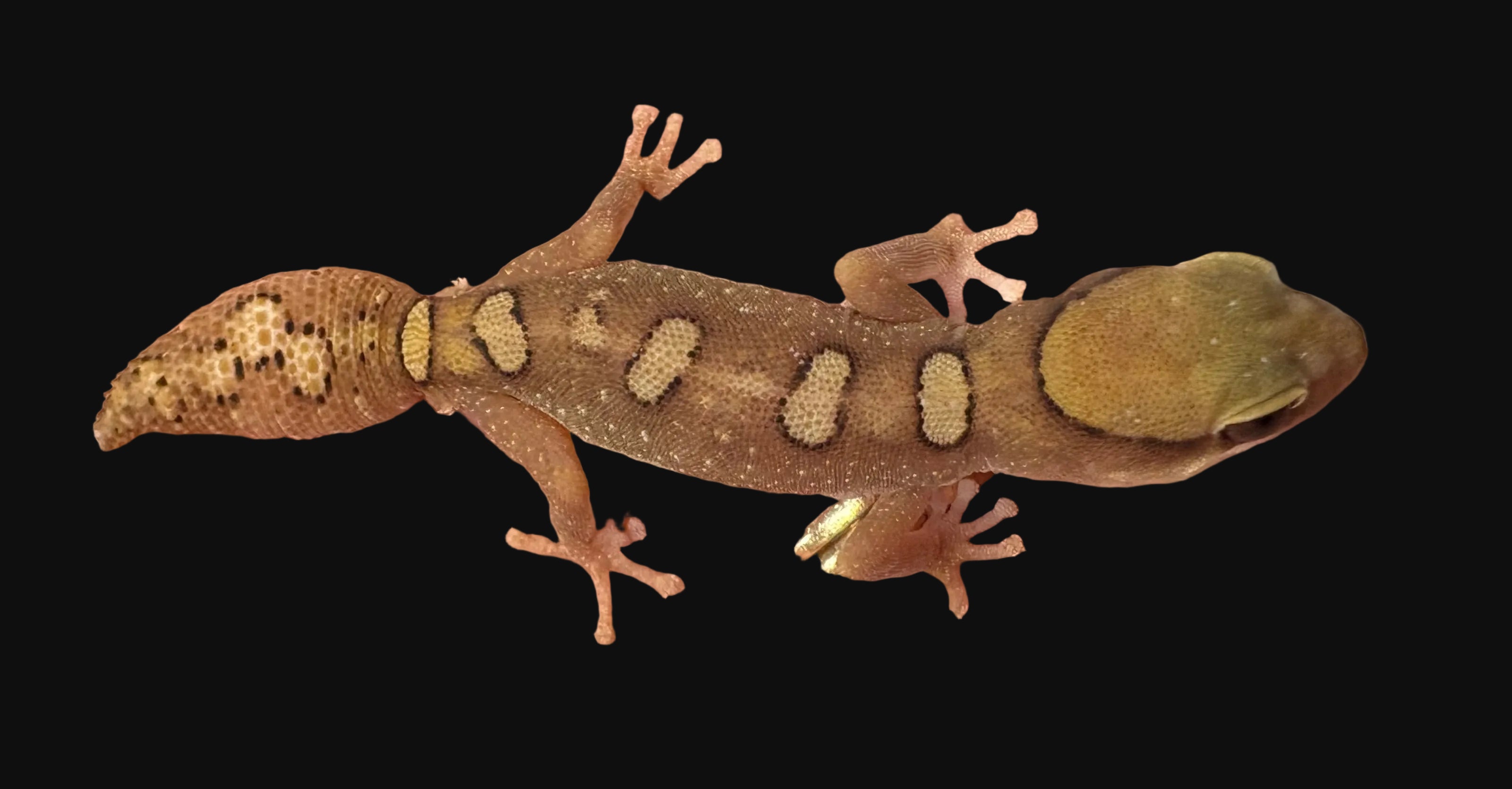 Gecko casqué