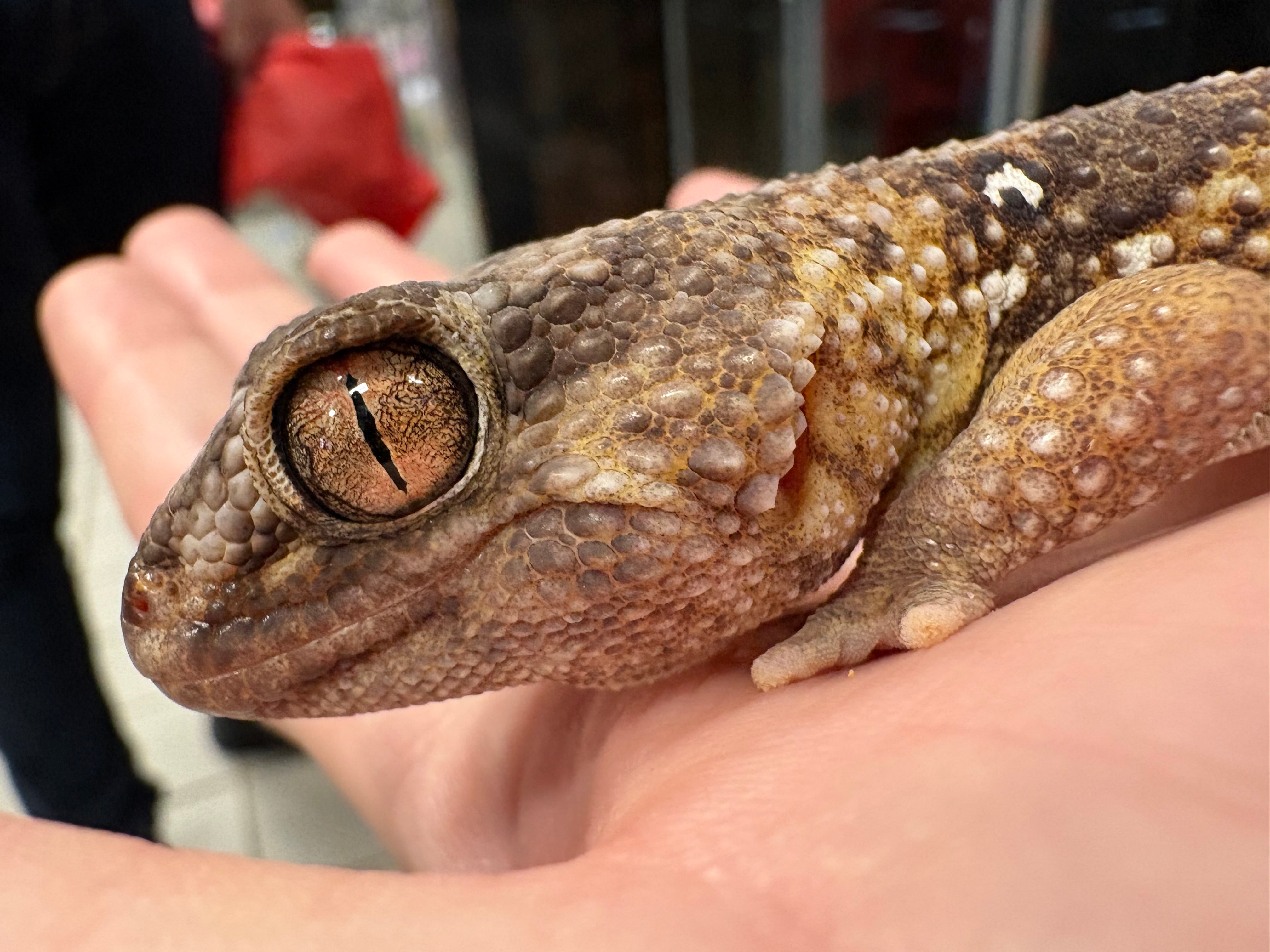 Gecko casqué