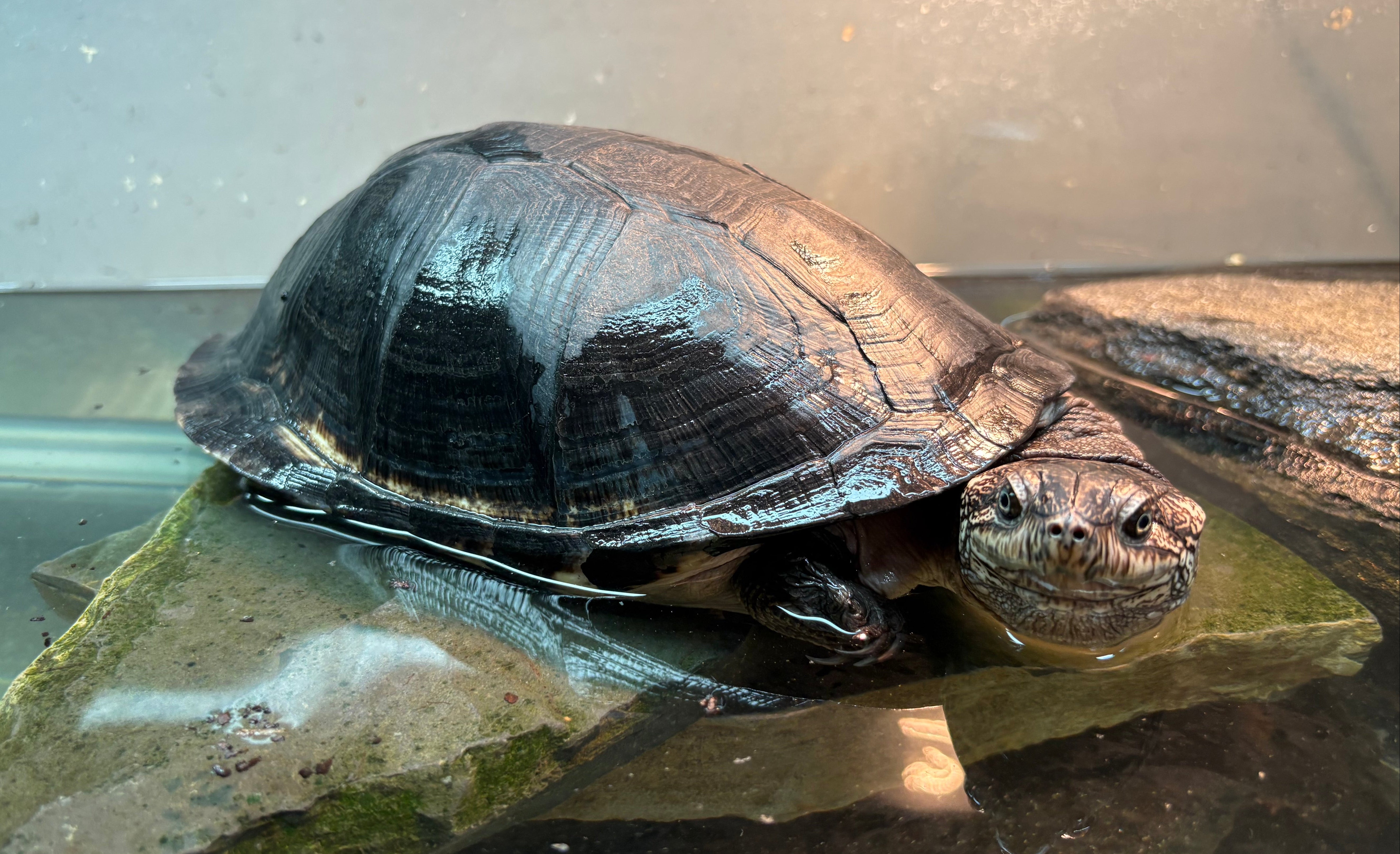 West African Mud Turtle