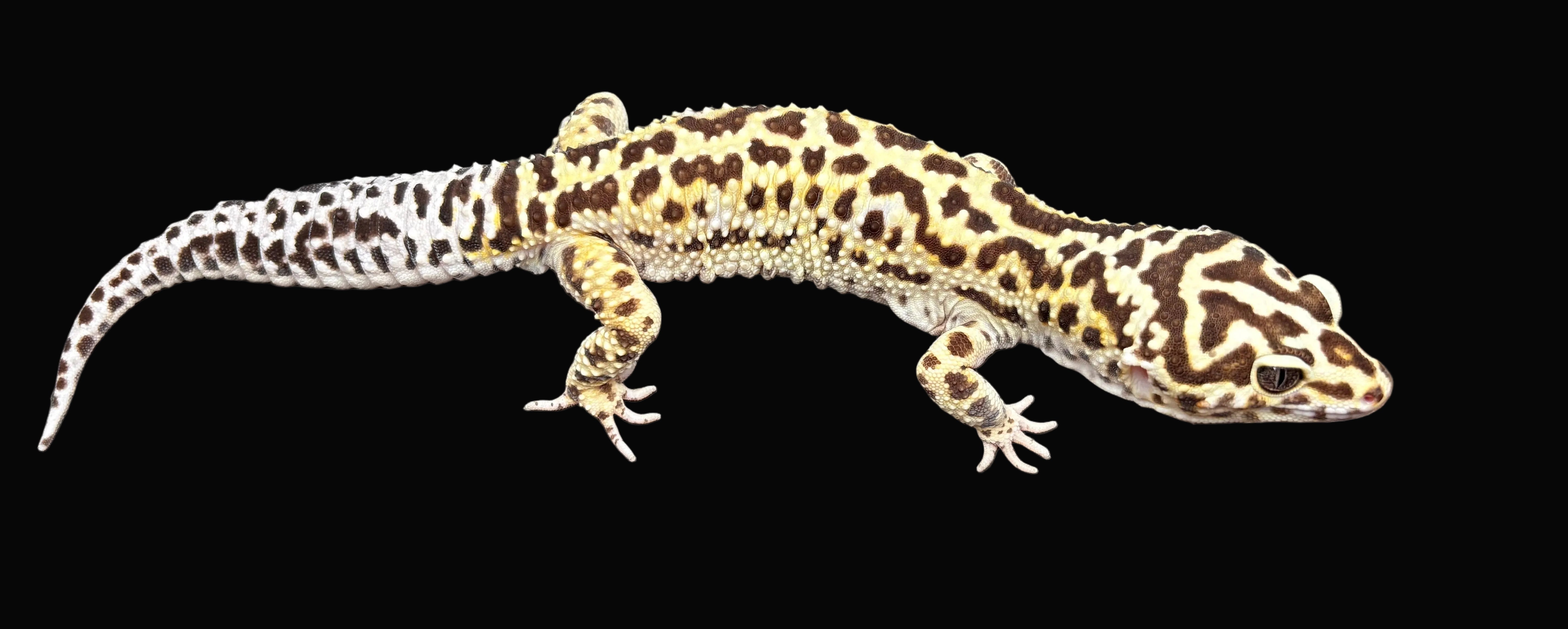 Leopard Gecko (Super Giant)